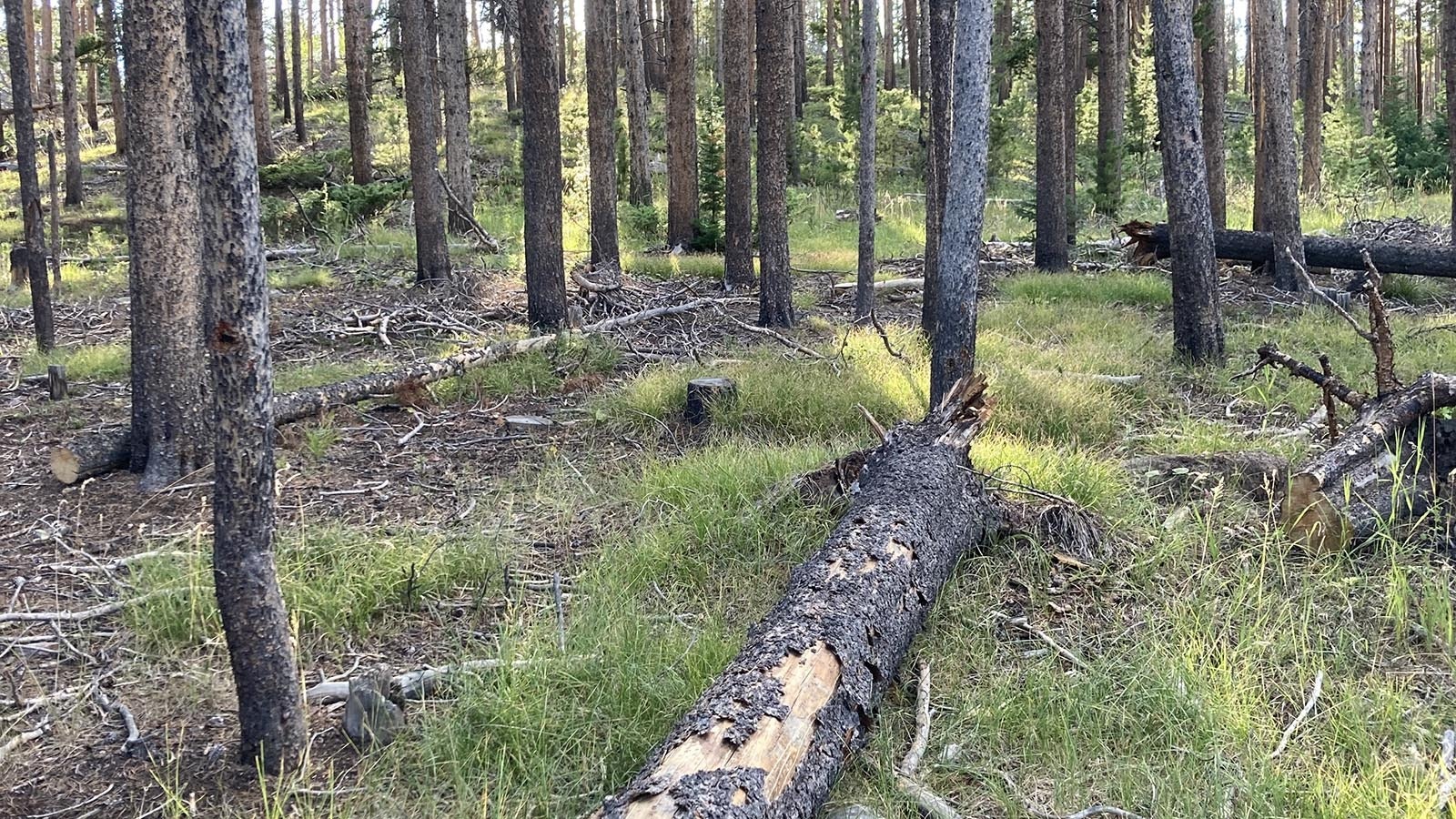 Buildup of dead timber is a concern on National Forests in Wyoming and other Western States. Some forest users hope that under new leadership, the Forest Service will start cleaning it up.