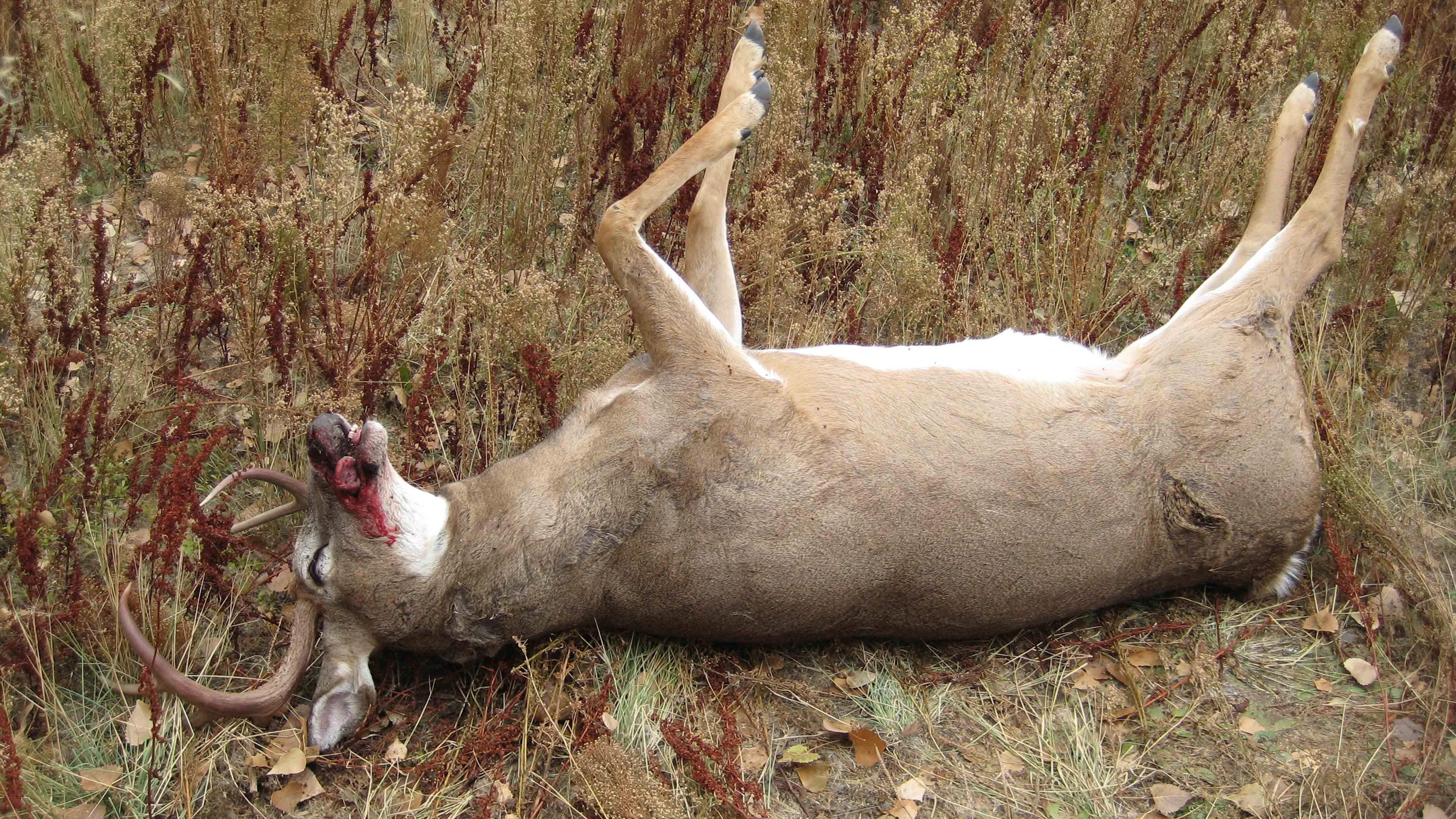 Deer that are killed by either of the closely related epizootic hemorrhagic diseases (EHD) or bluetongue viruses will have bloody foam coming from their nose or mouth and swollen faces and/or necks.