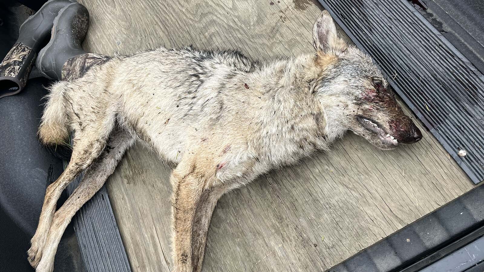 Chase Melton, 19, of Sugar Camp, Wisconsin, said he shot this wolf in self-defense after he and two kids he took duck hunting in Wisconsin were surrounded by a wolf pack. Unlike in Wyoming, wolves can’t be legally hunted in Wisconsin.