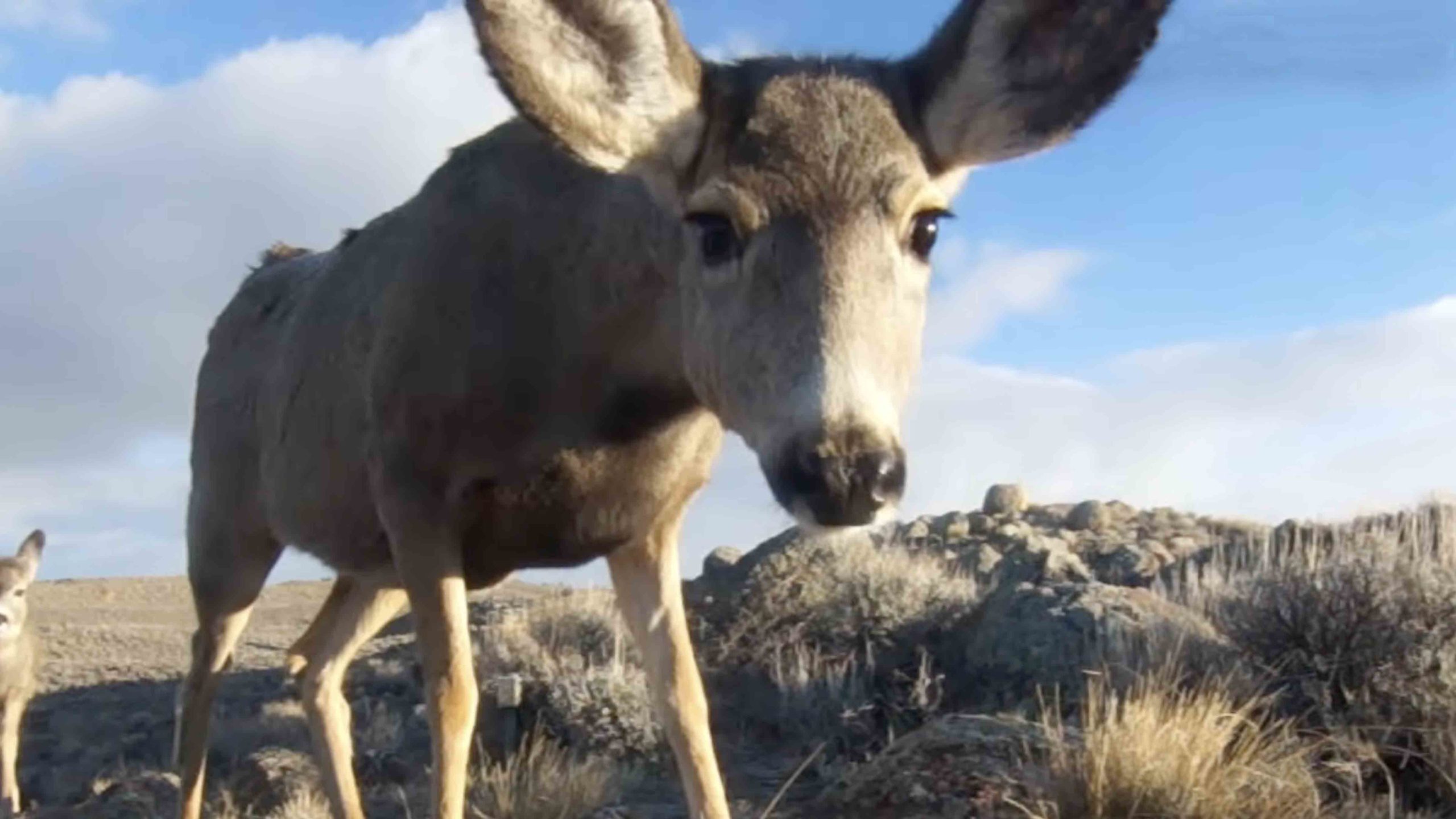 Deer 255 10 21 22 scaled