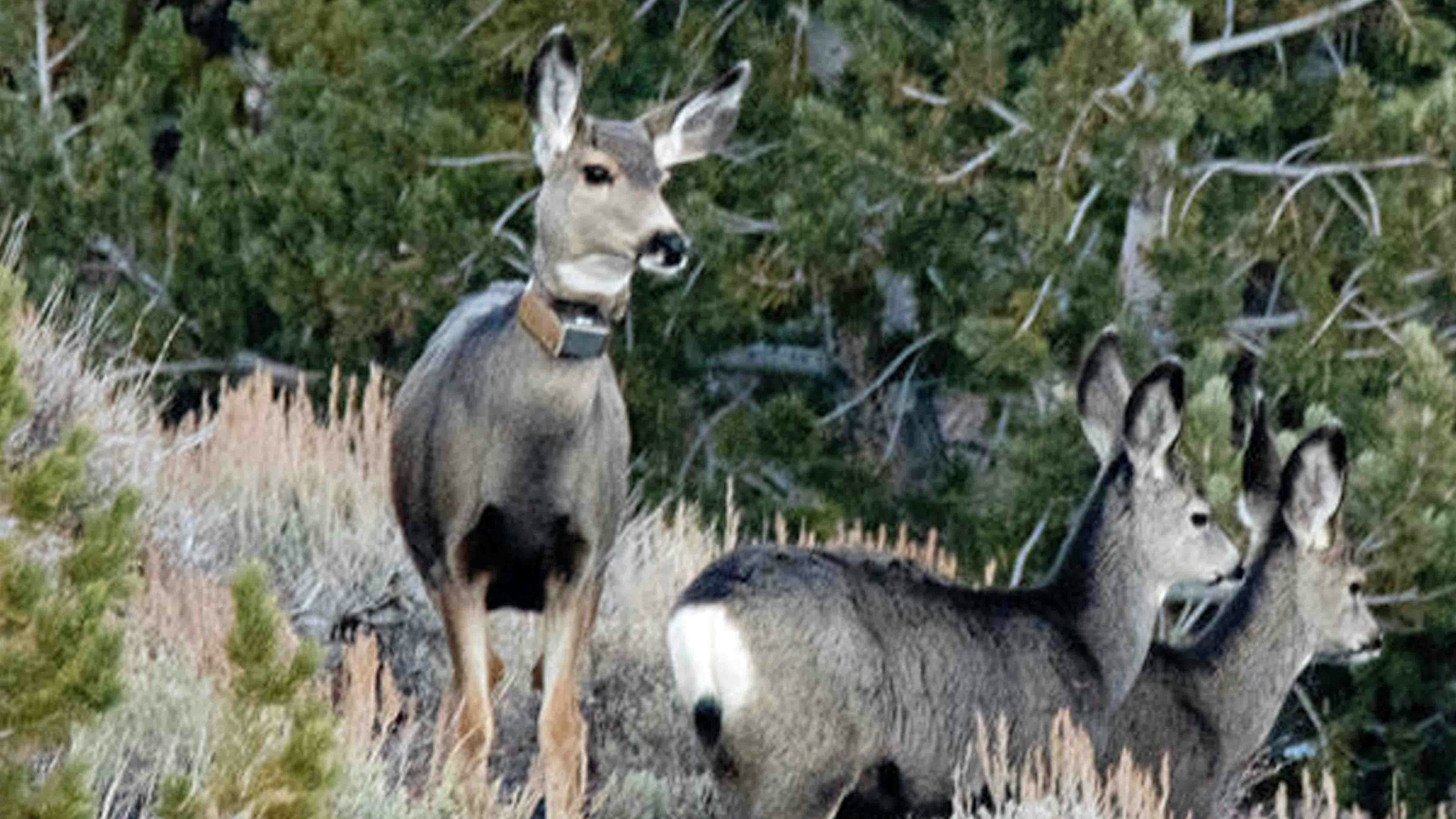 The ultra-long-distance migrating mule deer known as Deer 255 has died. Researchers tracked her across 3,300 miles since 2016. Here, she is shown with her twin fawns in a fall 2020 migration stopover in the Prospect Mountains of Sublette County.