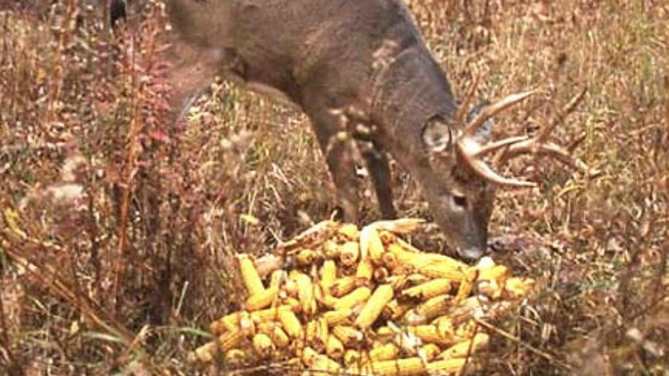 Deer baiting 5 5 22 scaled