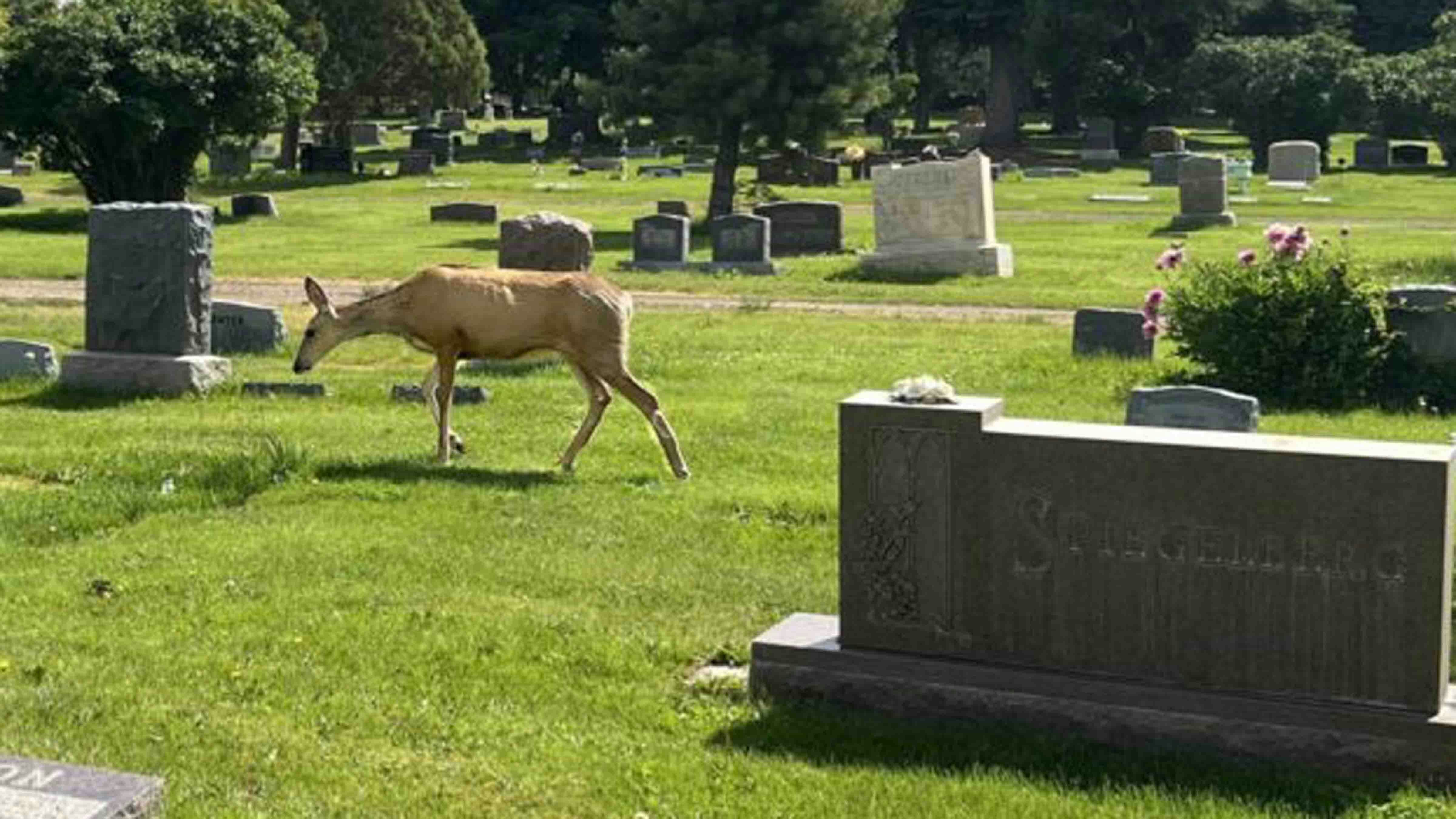 A doe mule deer keeps watch over her nearby fawn in Laramie’s Greenhill Cemetery on Thursday. The doe hasn’t been aggressive toward people, but cemetery staff are warning people to keep their dogs clear, because the doe hates them being near her fawn, and will go after dogs.