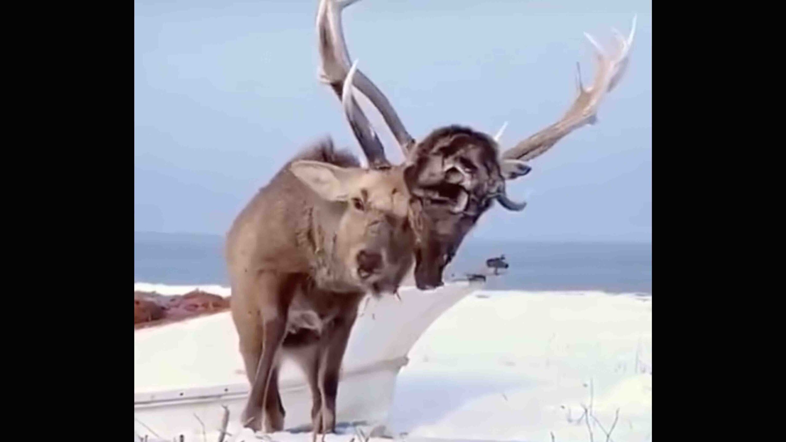 Deer head 2 3 1 23 scaled