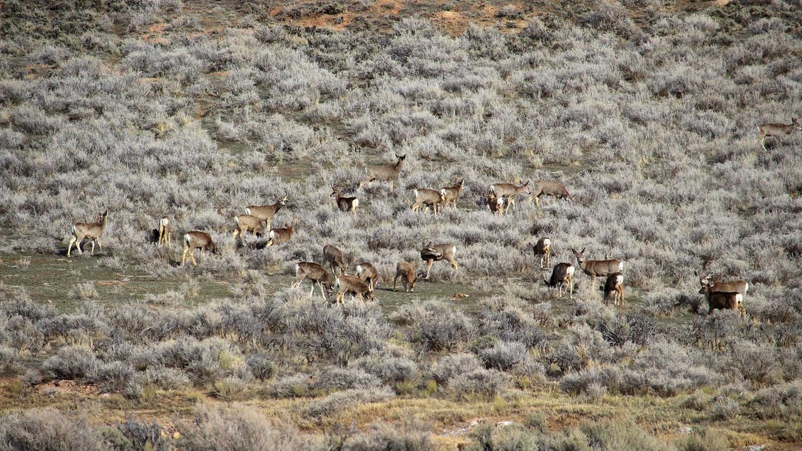 A herd of mule deer browse in the Muddy Creek area near Leroy, Wyoming.