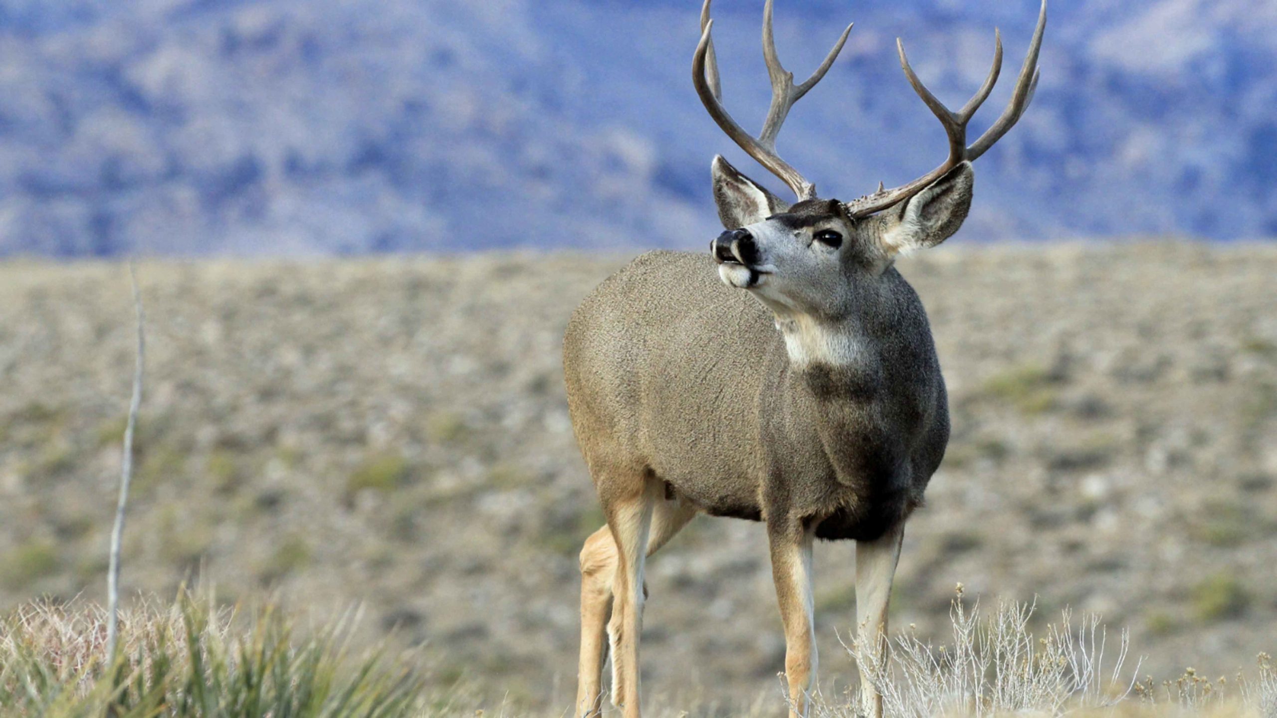 Deer hunt wyoming 8 22 22 scaled