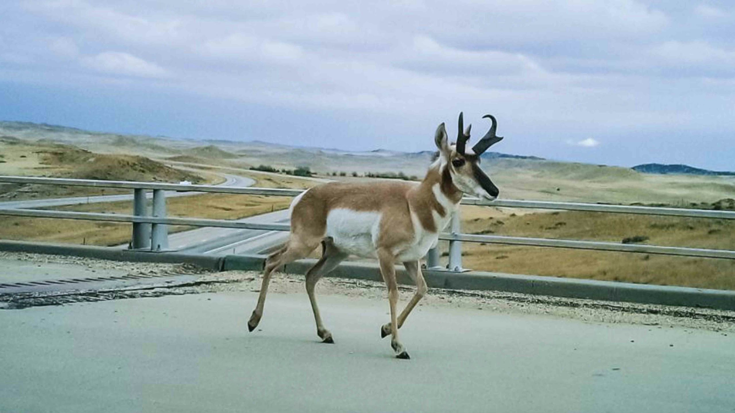 Deer underpass scaled