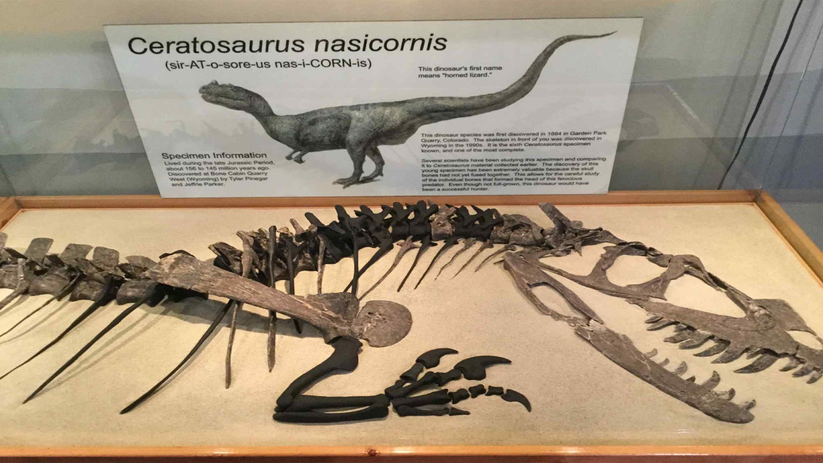 A Mounted Juvenile Ceratosaurus Skeleton, Late Jurassic, Kimmeridgian Stage