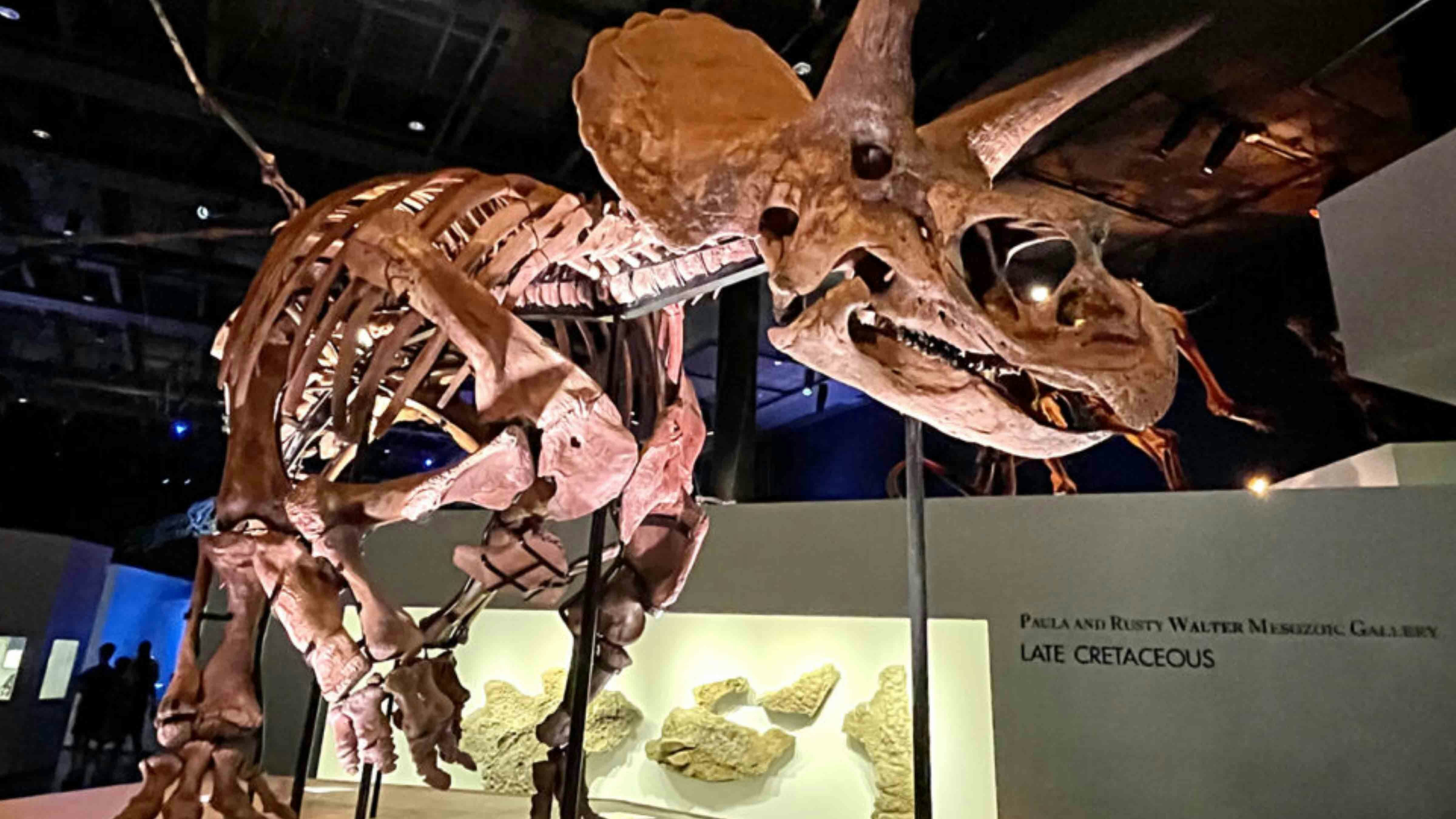 Lane the Triceratops on display in the Houston Museum of Natural History. The skeleton was found and excavated in 2002 and named after one of Leonard and Arlene Zerbst's grandchildren. Skin impressions were found in association with the bones, a rare and exciting discovery with huge scientific significance.