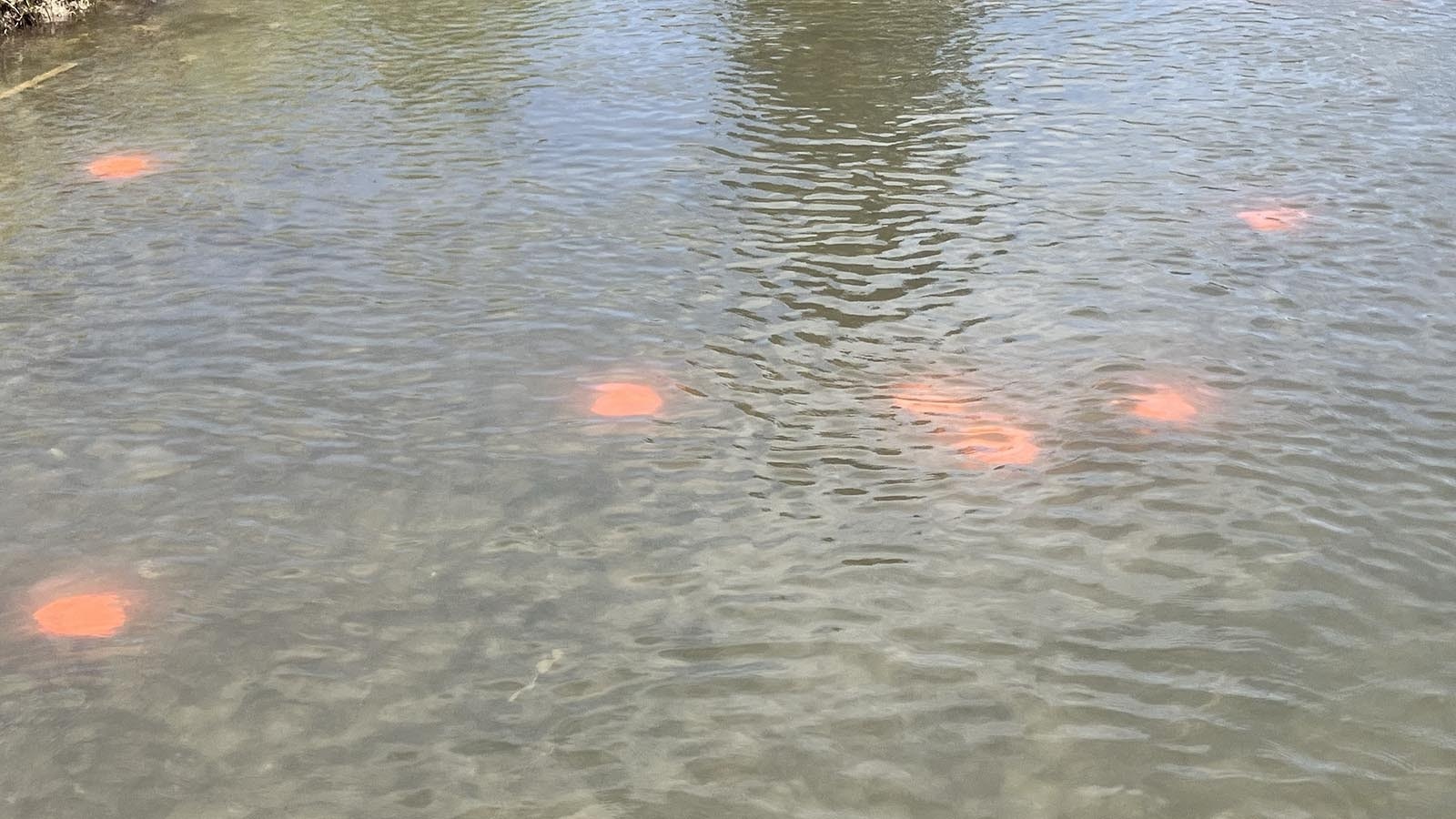 Avid angler and part-time Wyoming resident Tommy Martinez found these orange shotgun targets, commonly called clay pigeons, littering the Buffalo Fork River near a campground on Thursday.