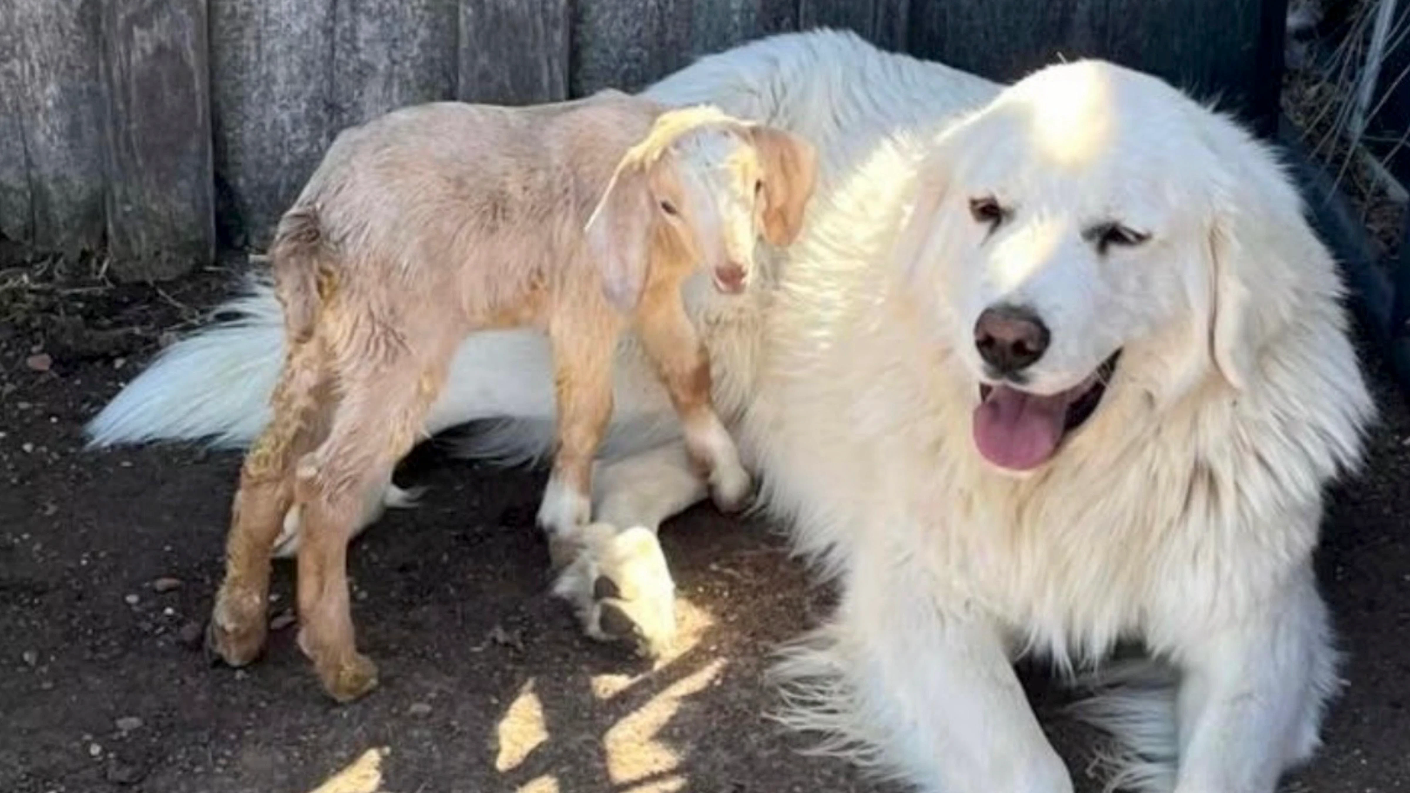 Tango, a 120-pound livestock guardian dog, has been missing in Natrona County since Friday evening.