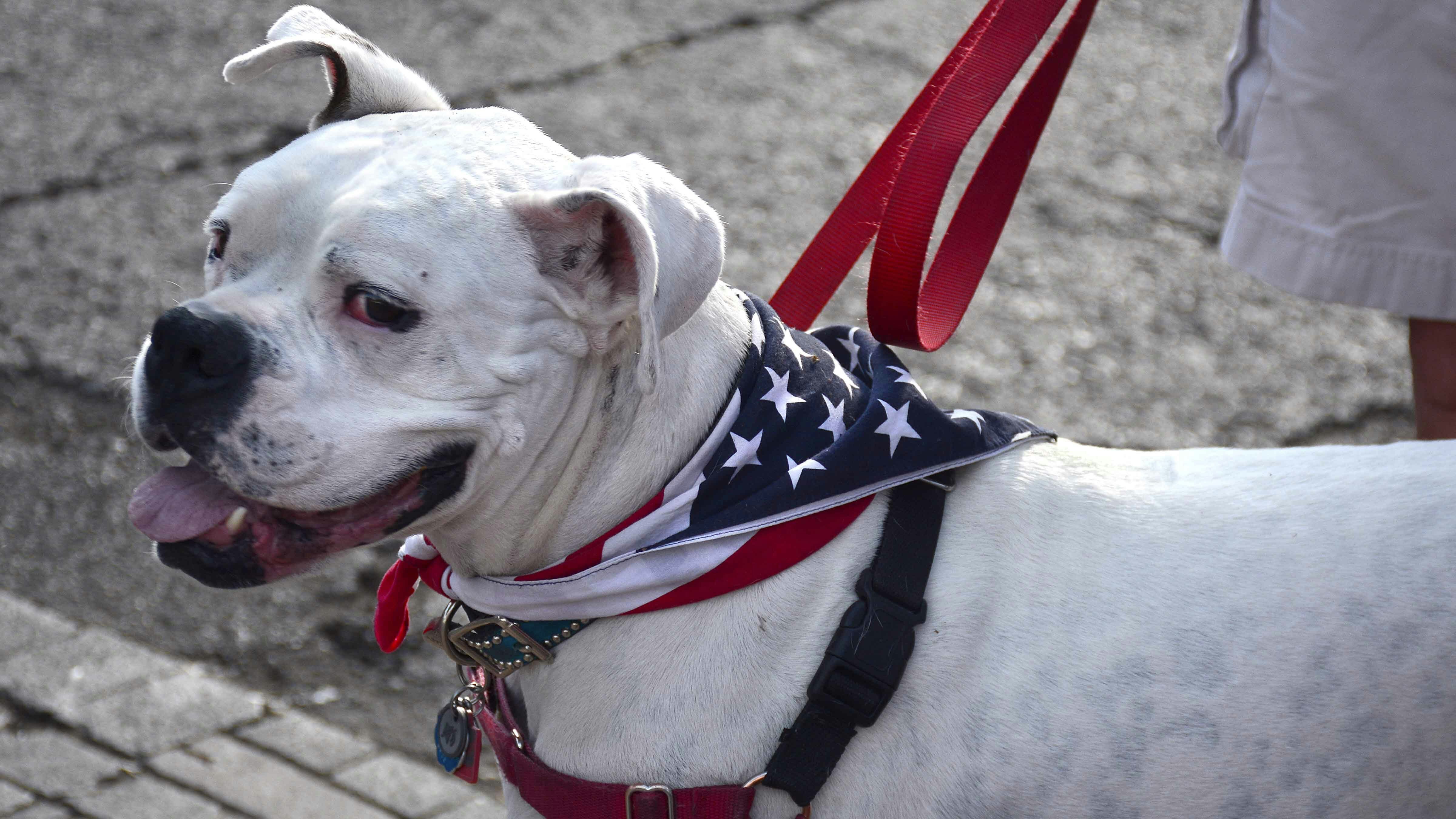 A pet bulldog wears an American flag kerchief around its neck at a Fourth of July celebration