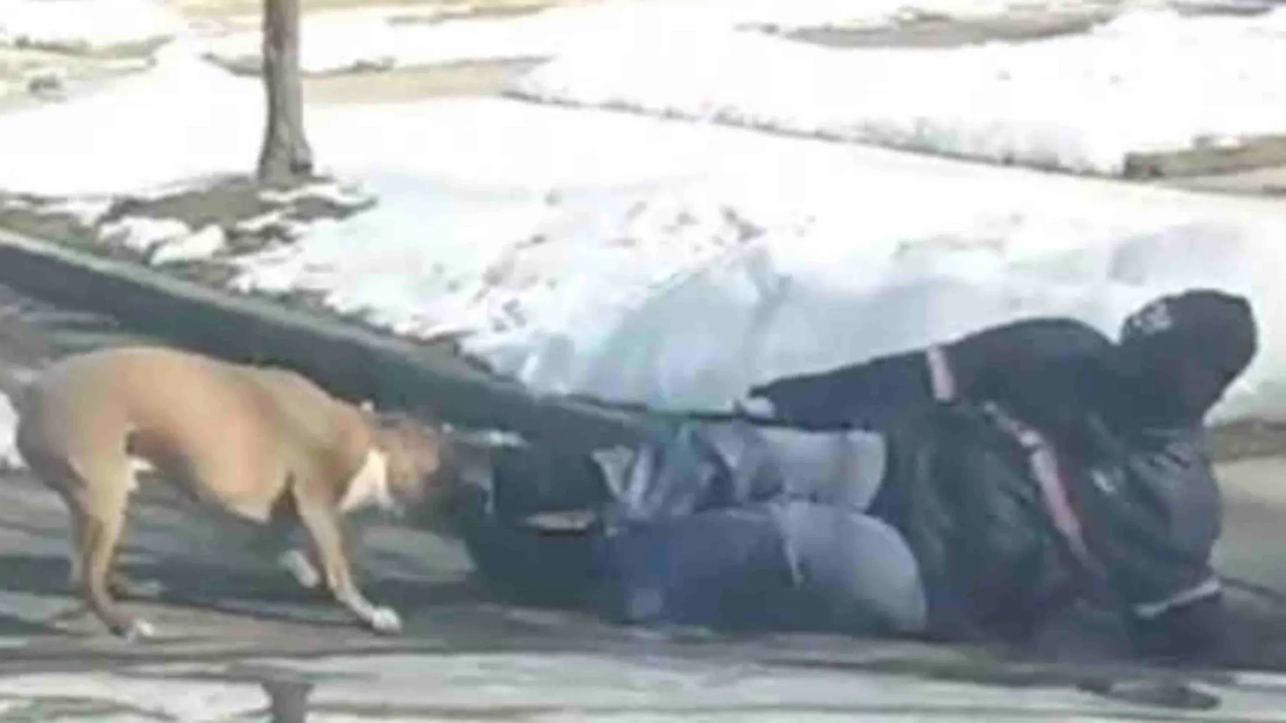 Dog attack 2 13 22 scaled