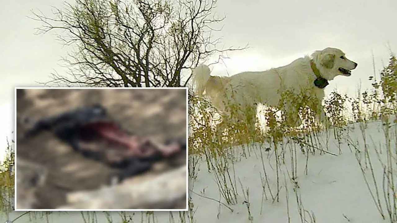 A number of surveillance cameras on Chris Eberline's ranch property have captured Great Pyrenees dogs she claims have been roaming and attacking livestock and killing calves.