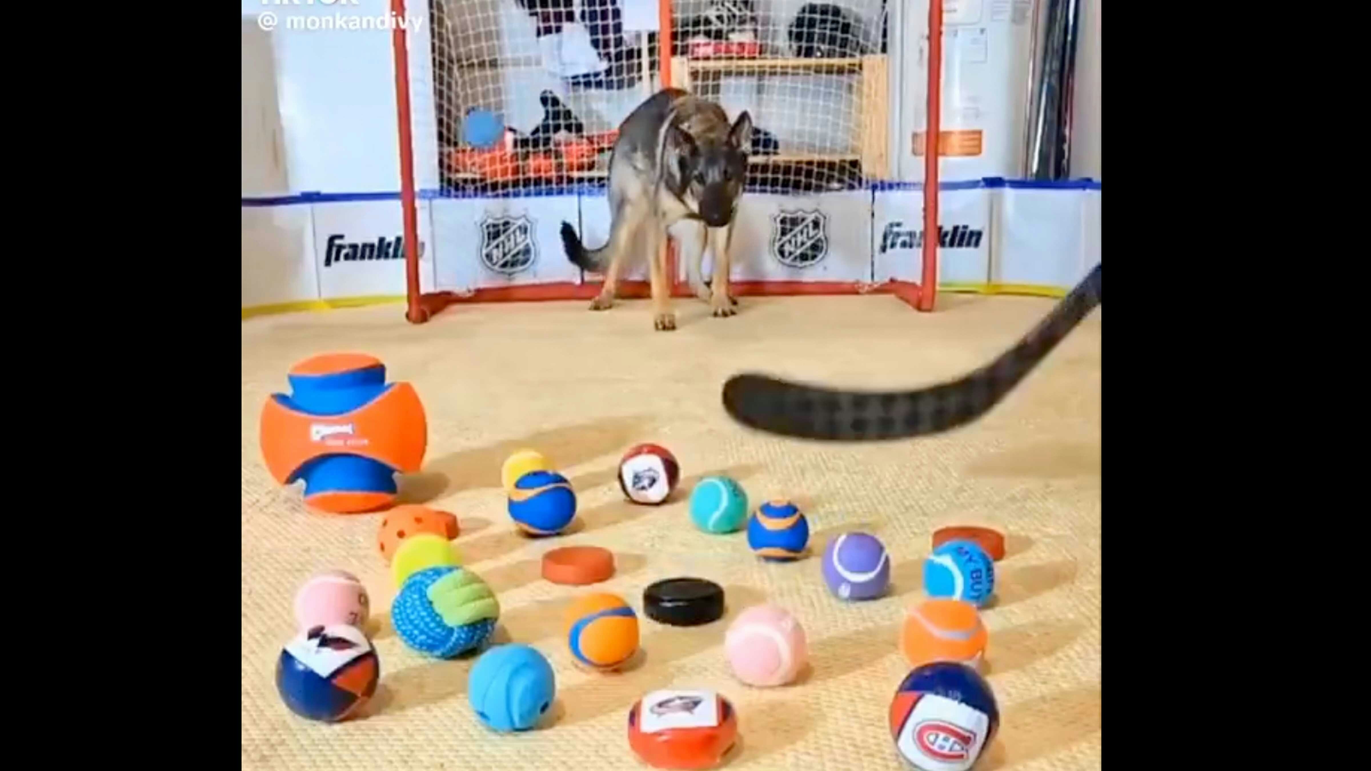 Dog hockey 1 3 26