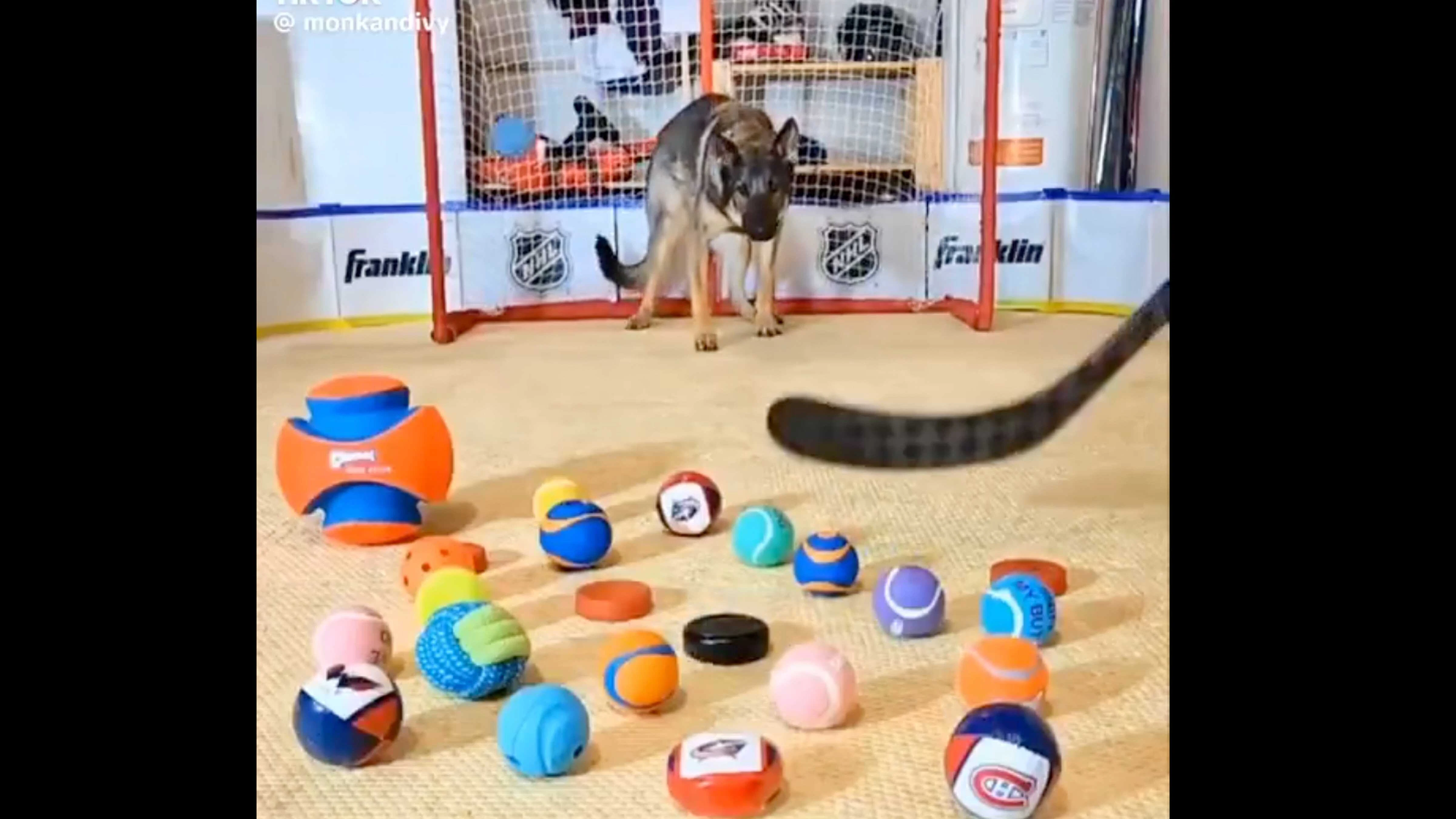 Dog hockey 1 3 26