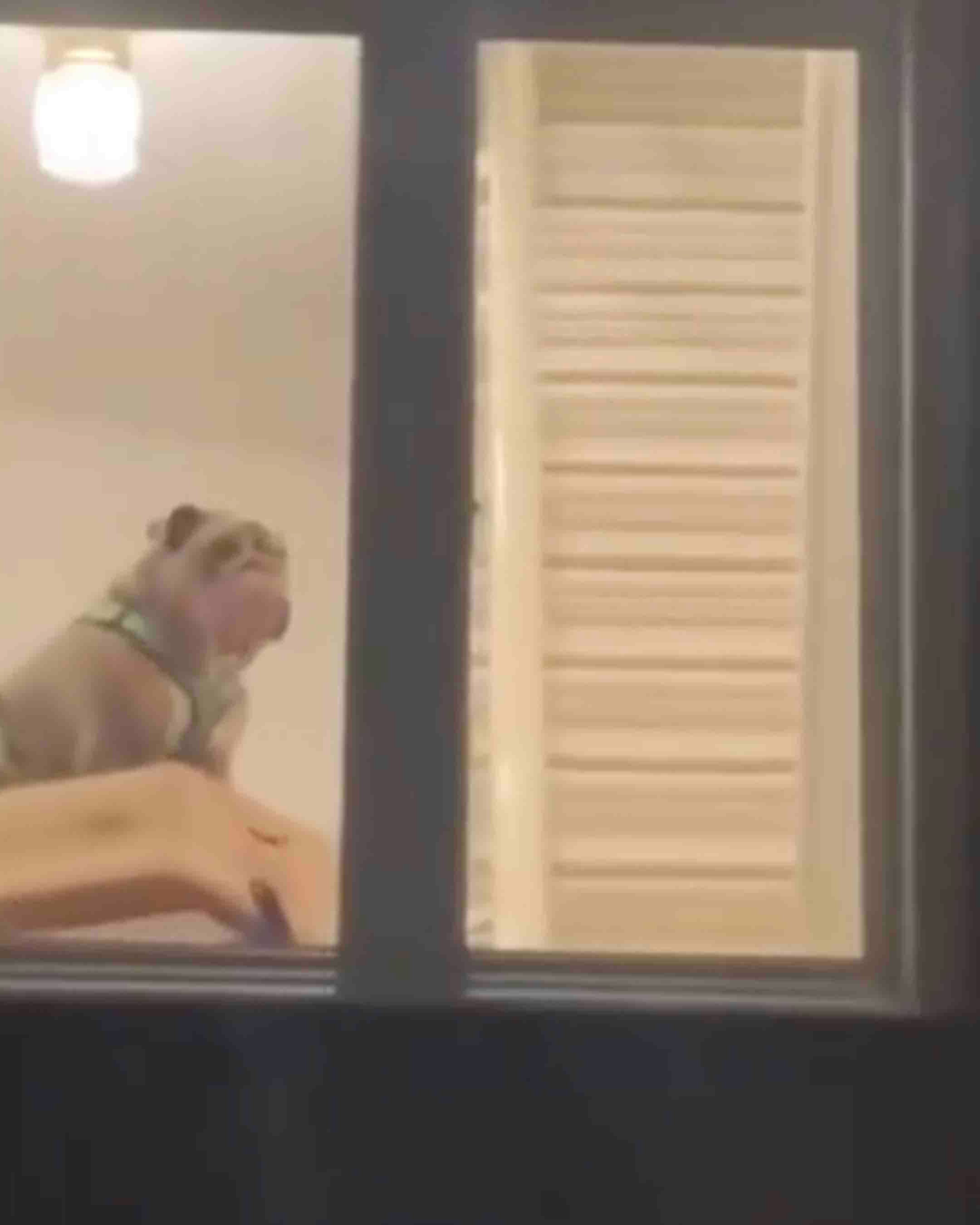 Dog mobility 5 19 25