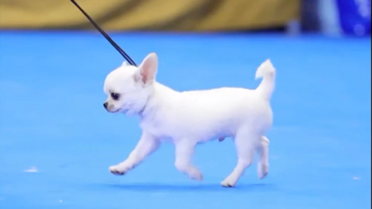 Dog shows no play 7 27 26