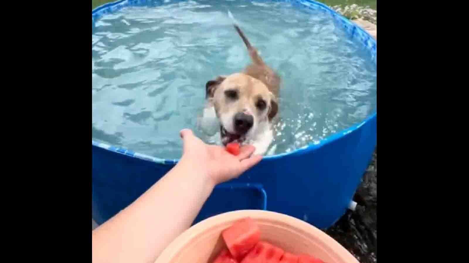 Dog swimming pools 7 6 25