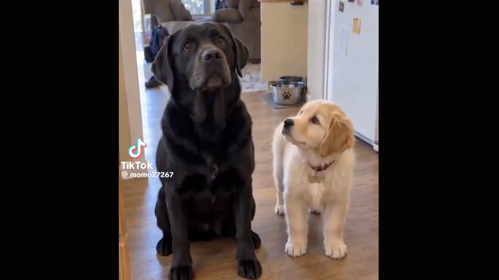 Dog tricks 9 16 26