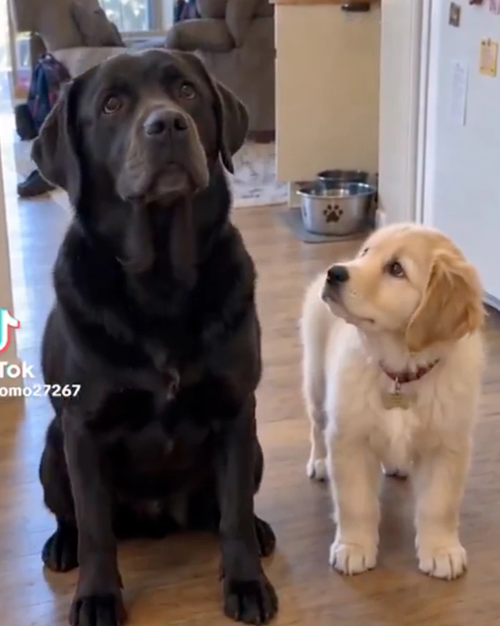 Dog tricks 9 16 26