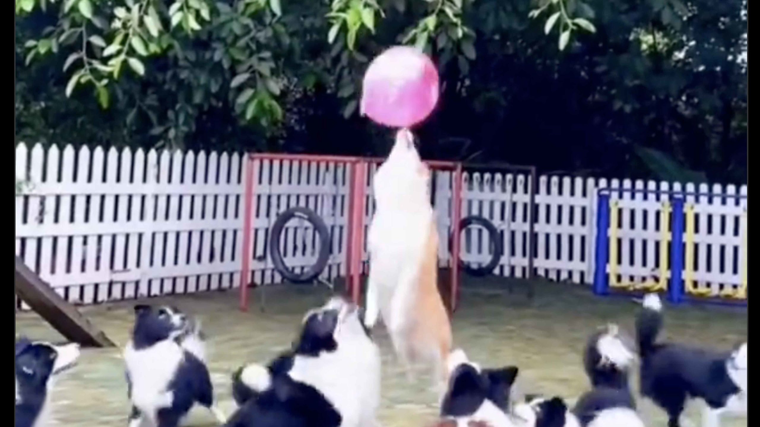 Dog volleyball no play 9 26 22 scaled