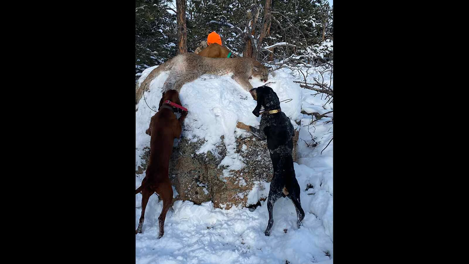 Hunters worry that the wording of the Greyhound Protection Act inserted into the U.S. House Farm Bill could lead to bans on training hunting dogs.