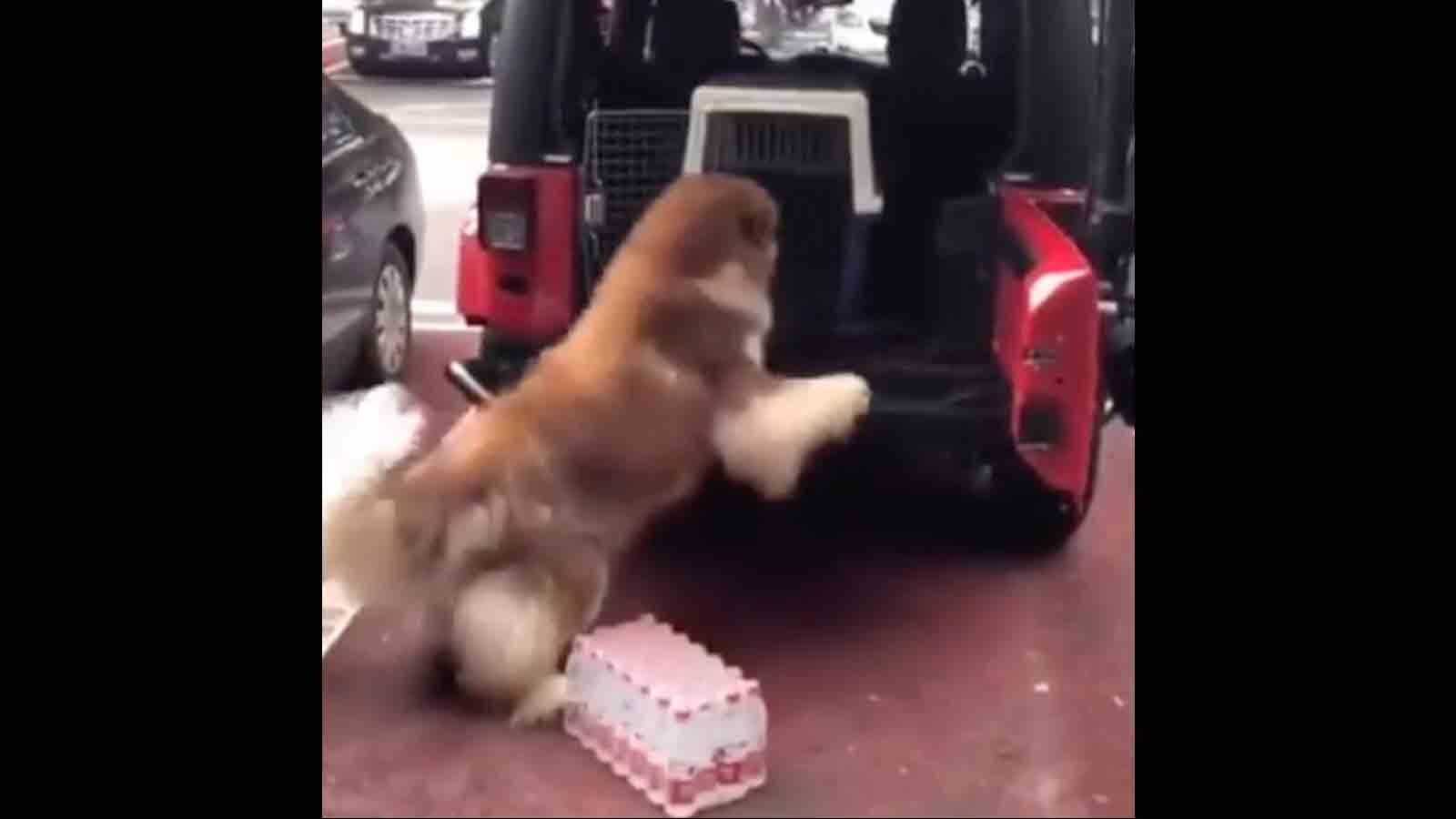 Dogs 10 6 25