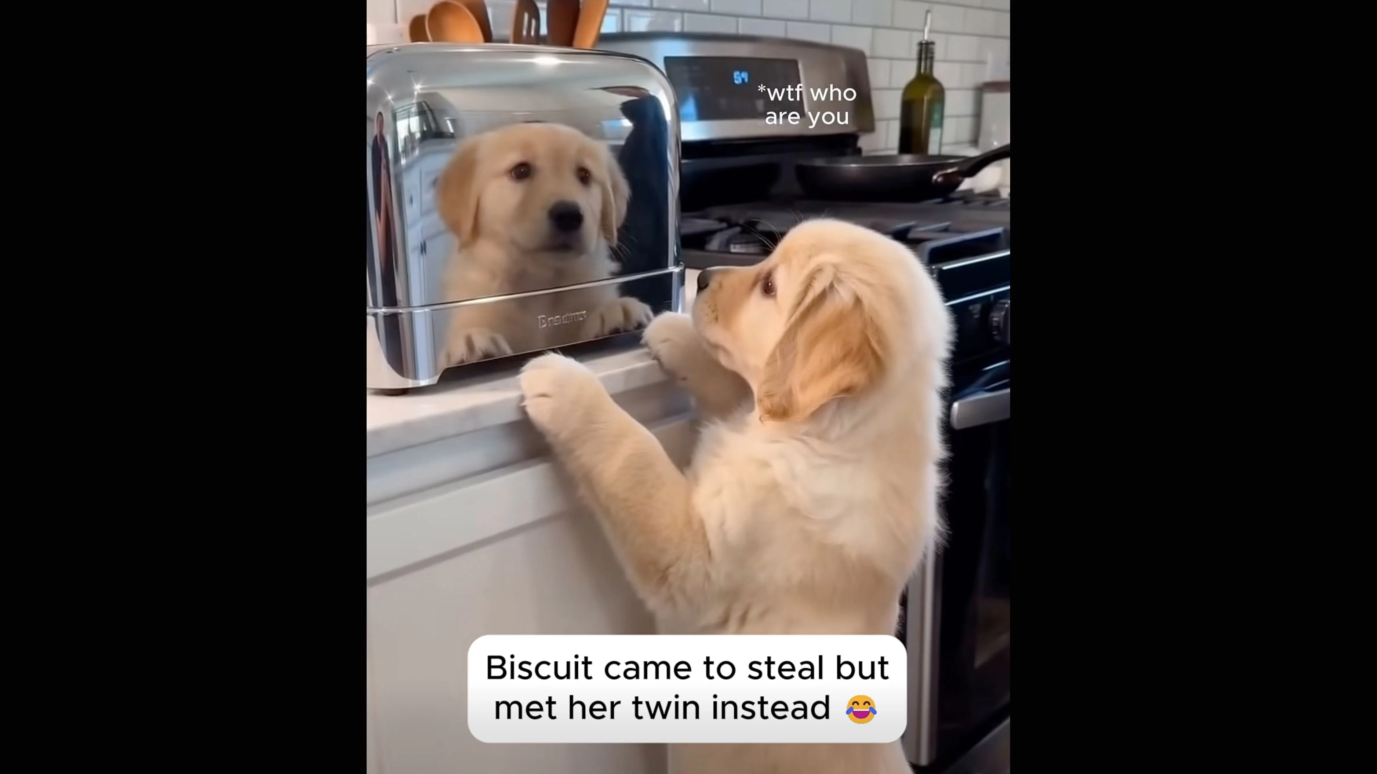 Dogs 8 25 26