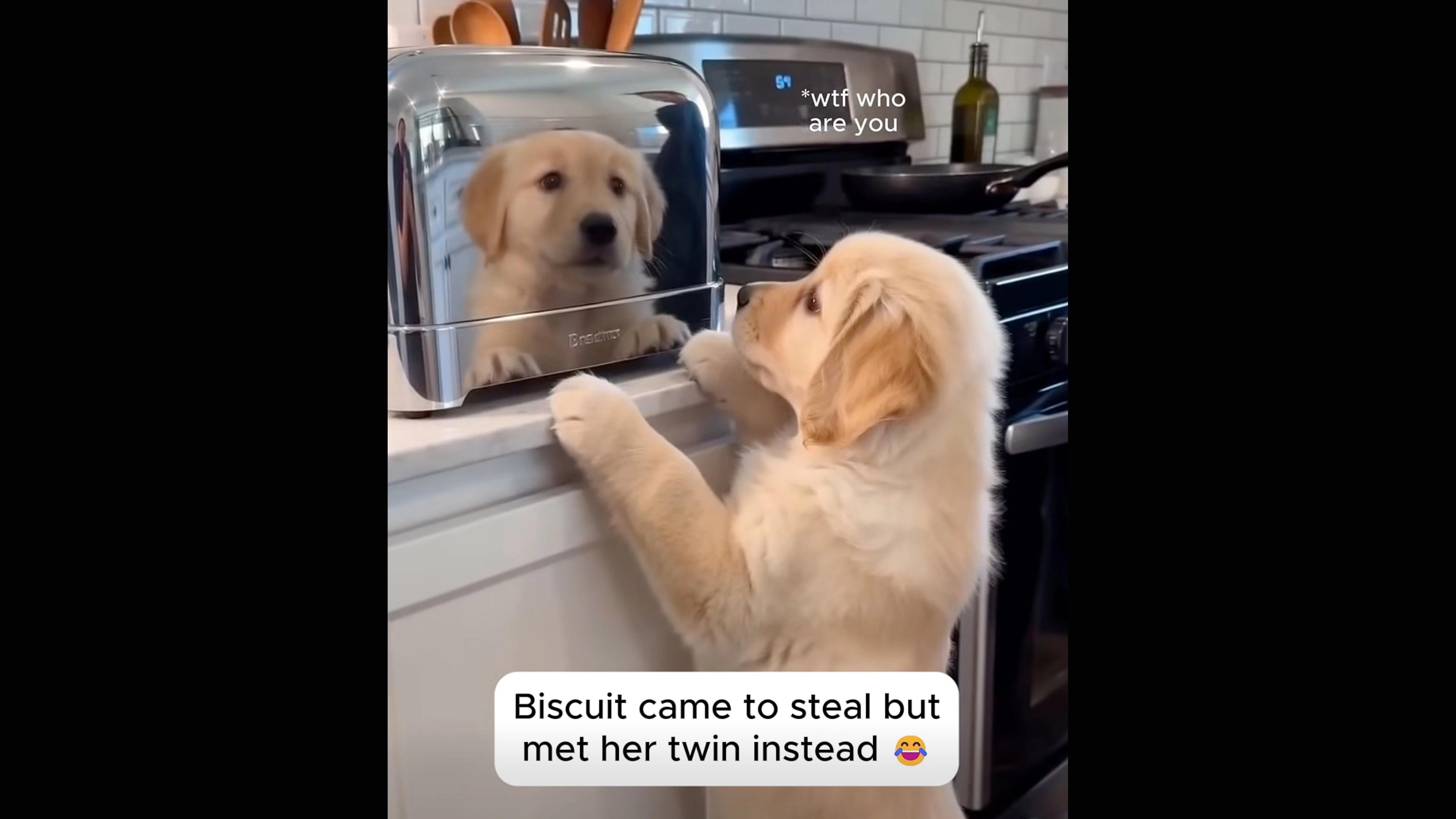 Dogs 8 25 26