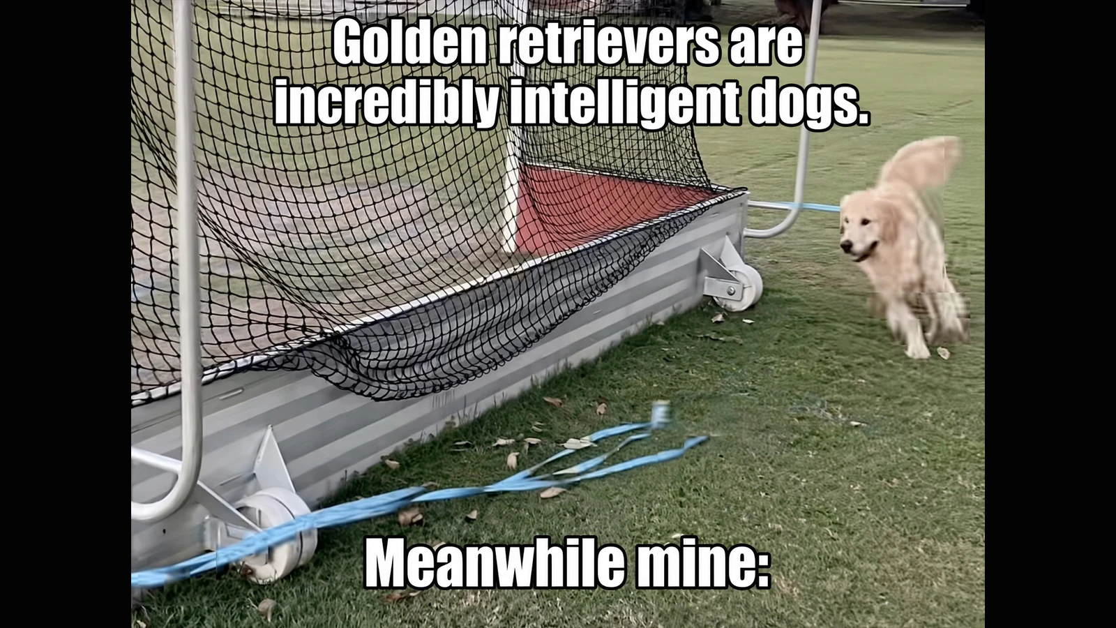 Dogs 9 14 26