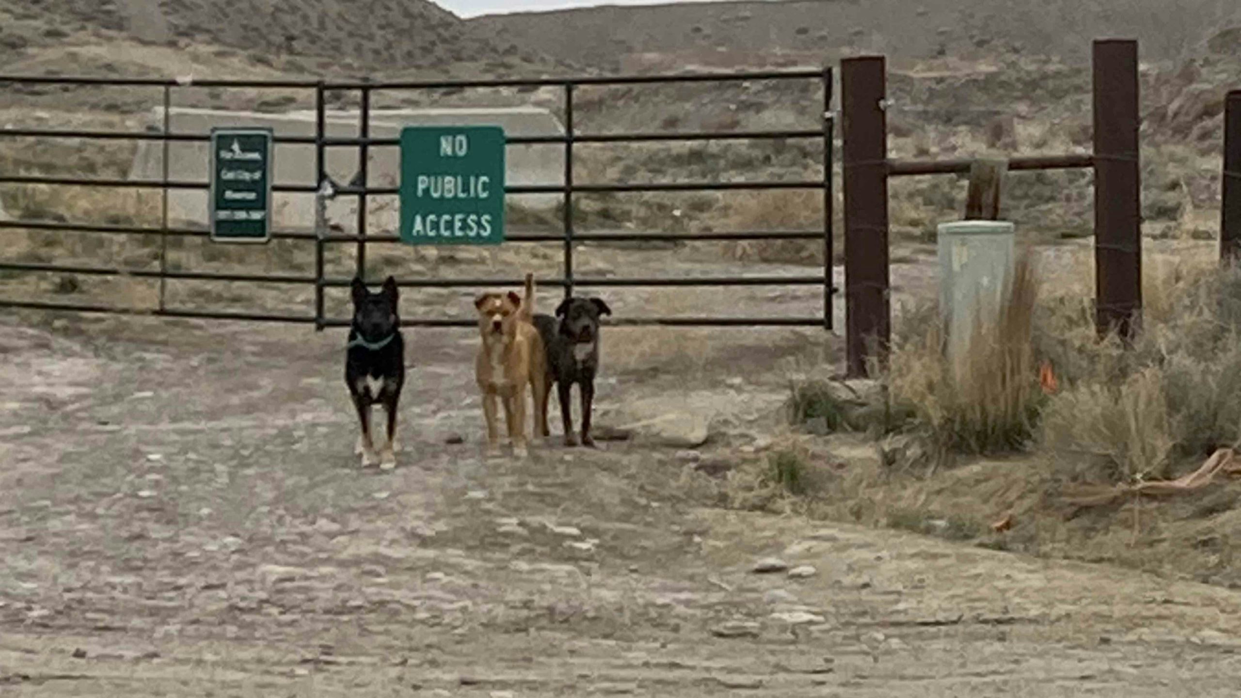 Dogs on reservation 4 22 22 scaled