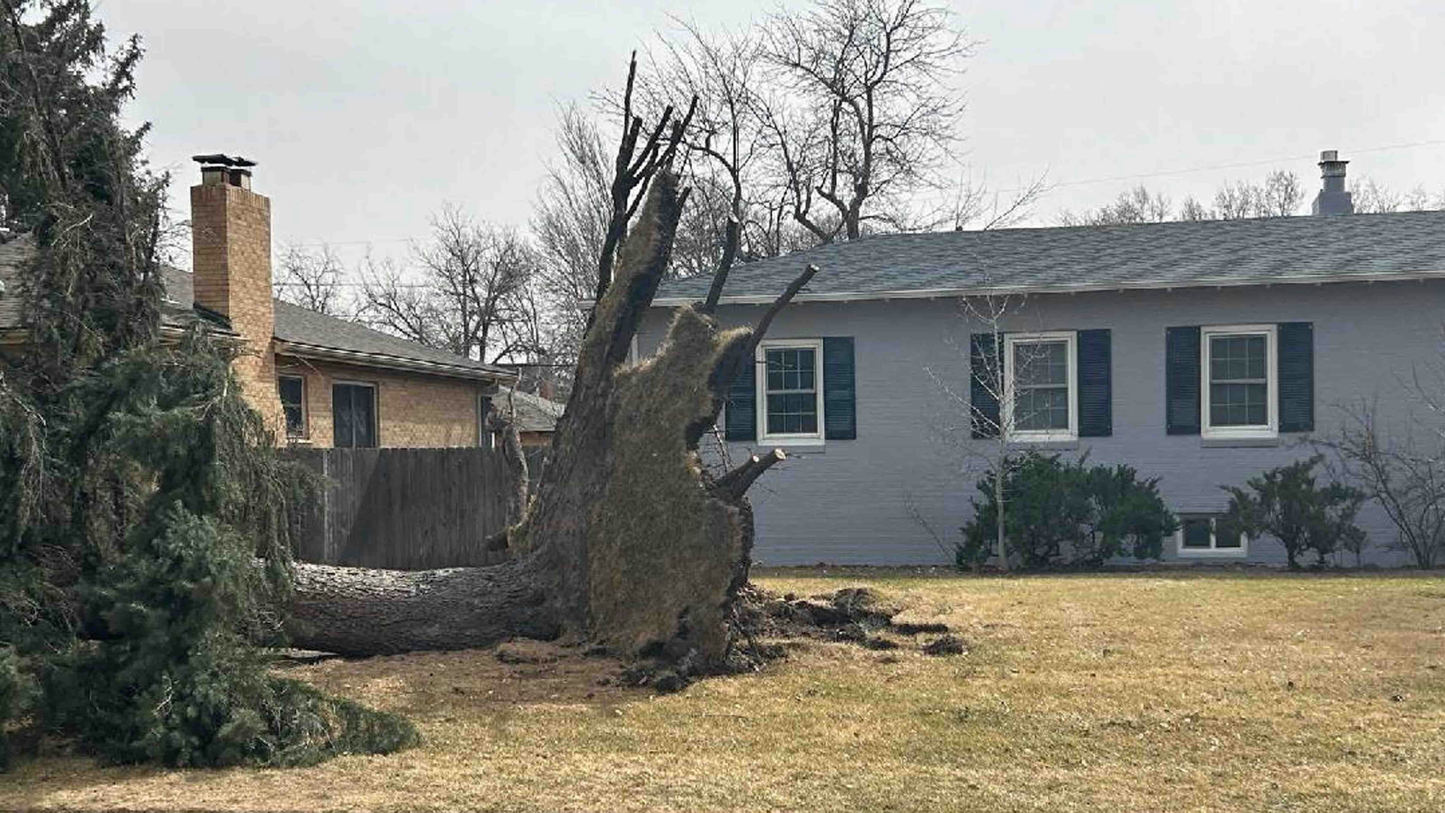 Tree toppled by record-breaking winds in Cheyenne on Thursday