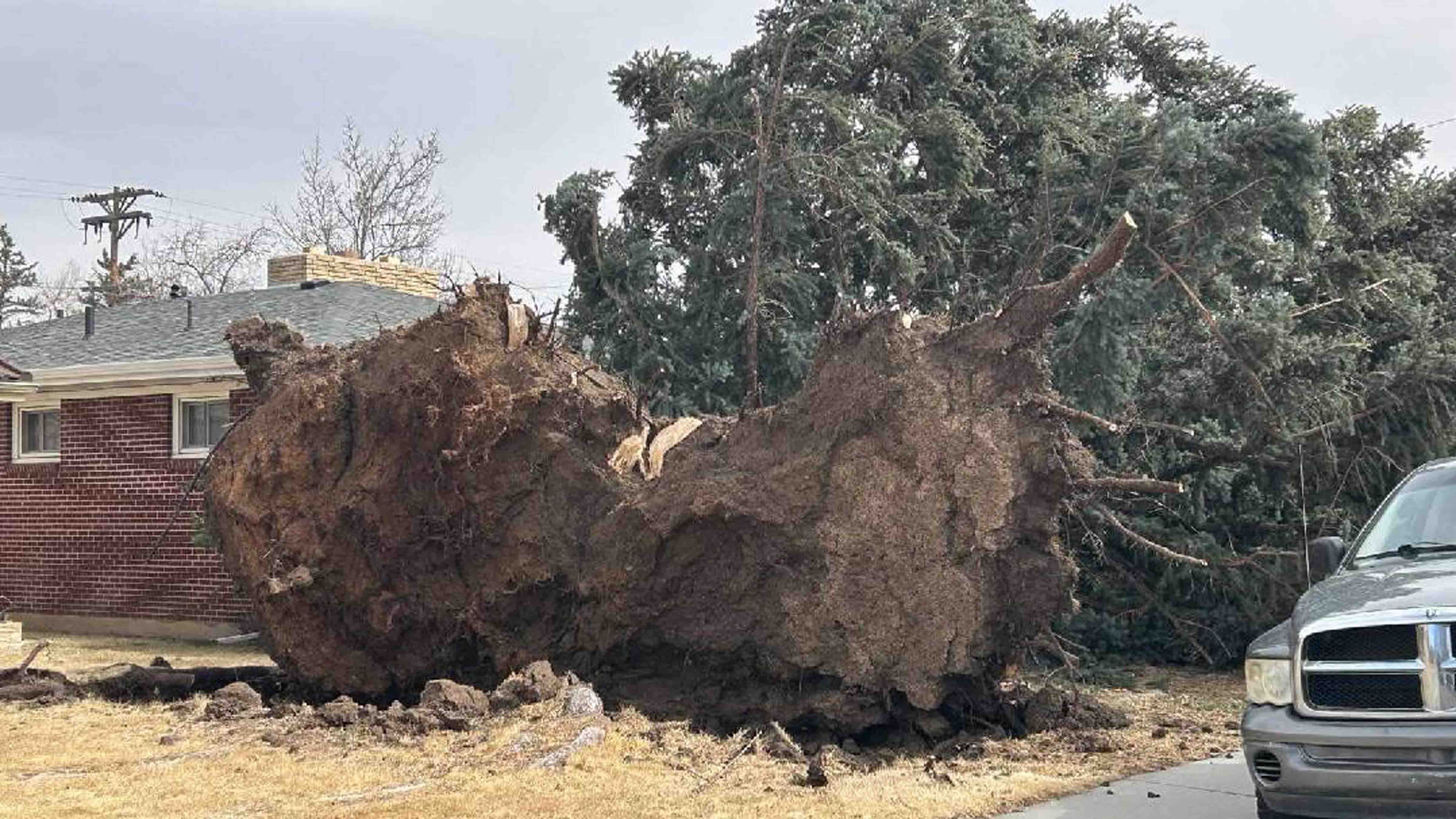 Tree toppled by record-breaking winds in Cheyenne on Thursday