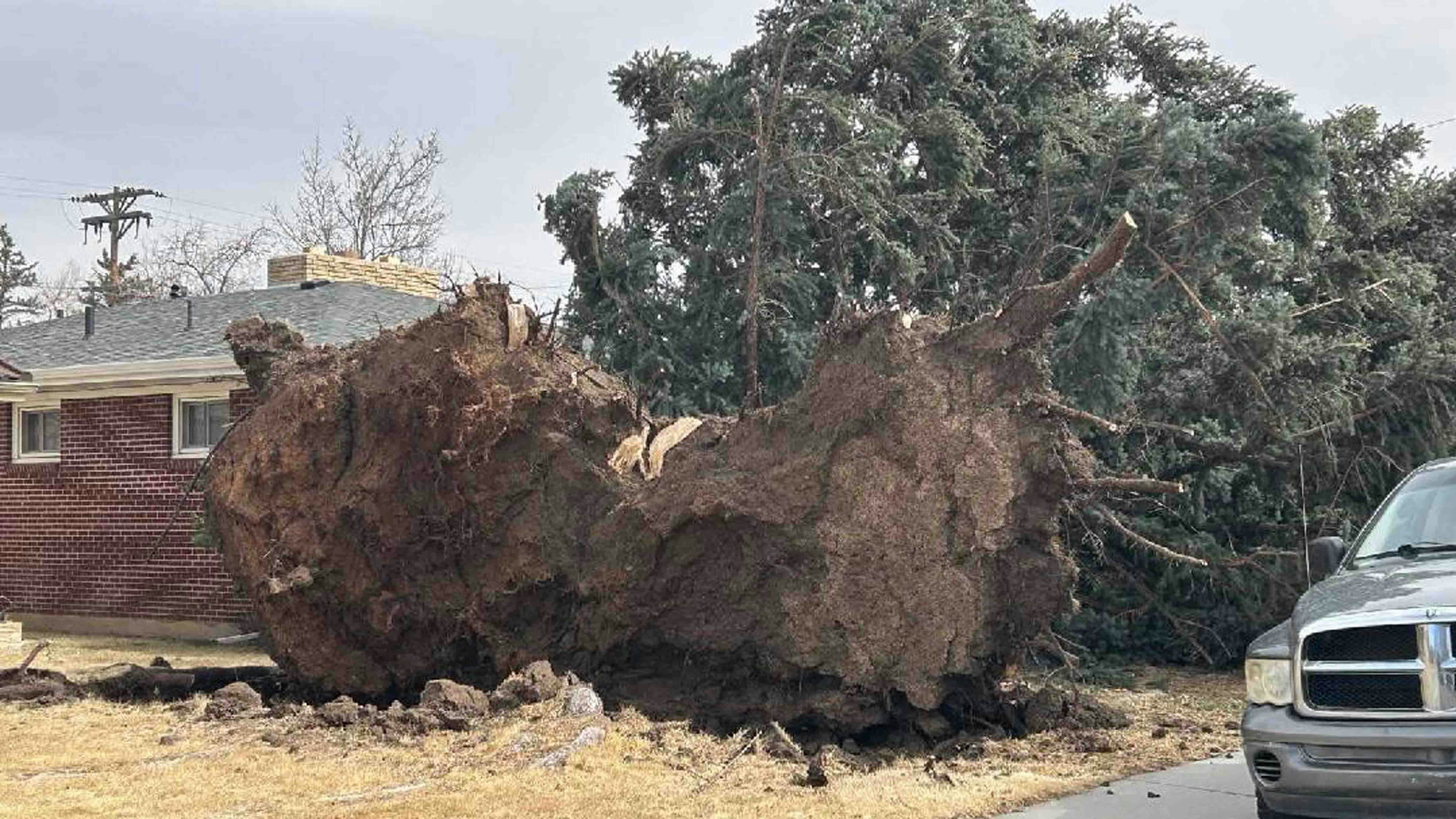 Tree toppled by record-breaking winds in Cheyenne on Thursday