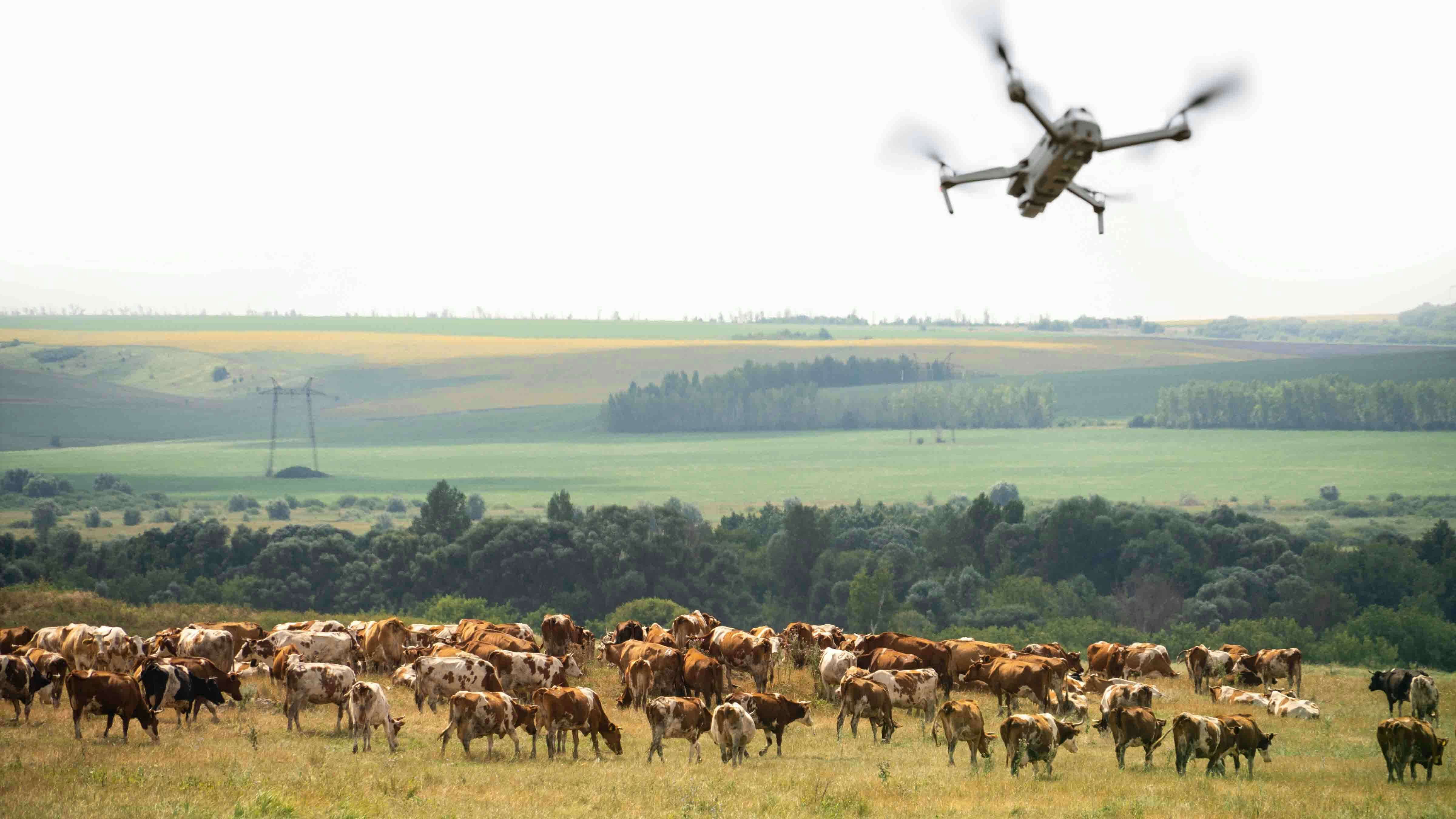 Drone cows 11 1 23