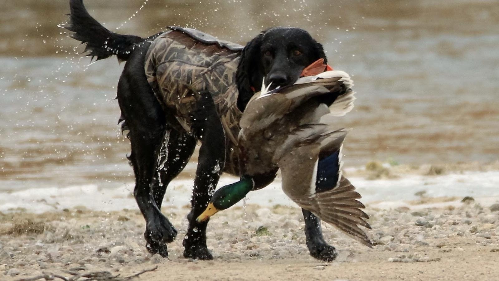 Waterfowl numbers in Canada breeding grounds are the highest they’ve been in nearly a decade – but only nasty winter weather will drive those ducks and geese south, where Wyoming hunters will have a crack at them.