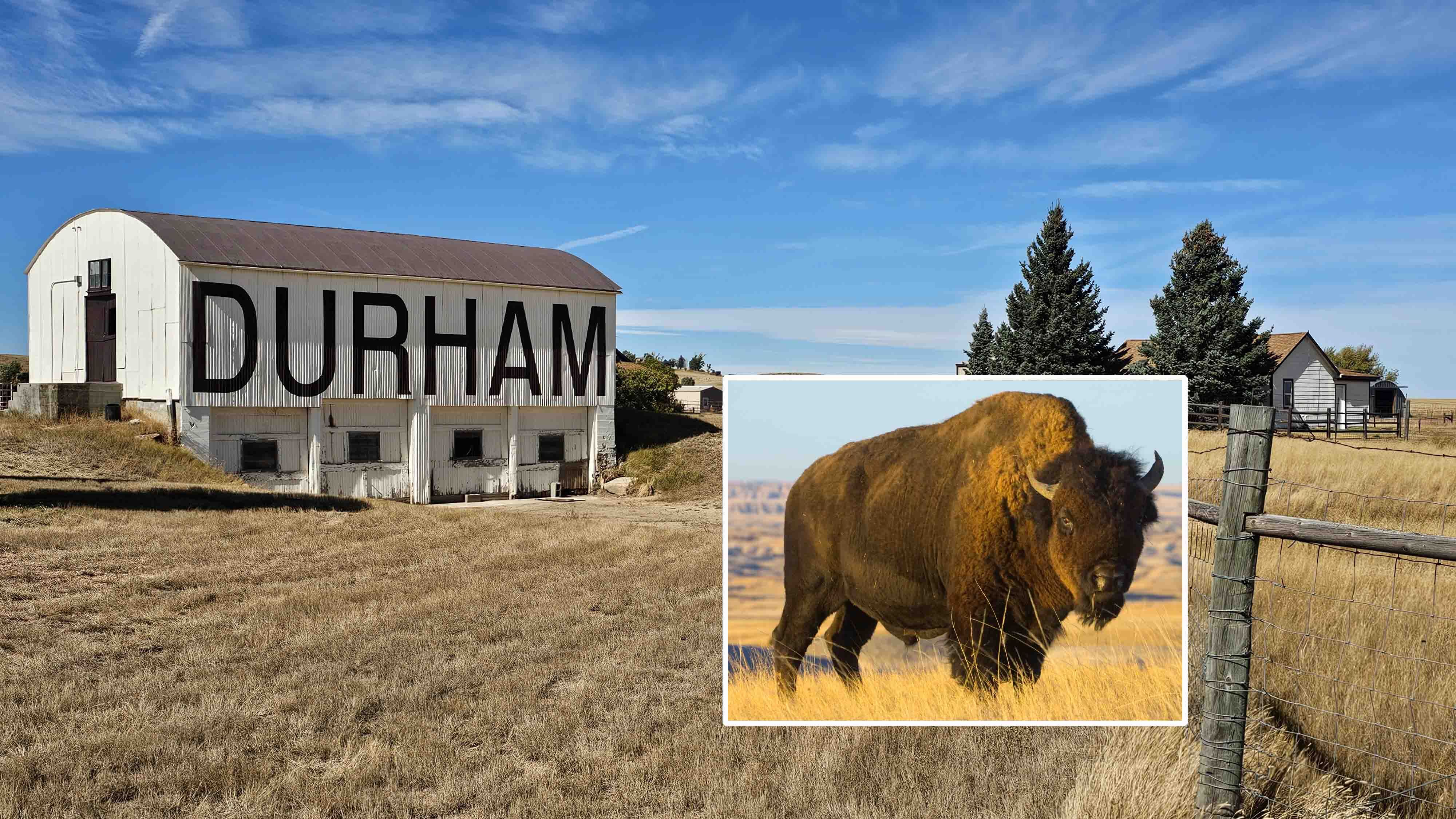 At 55,000 acres and a herd that has ranged as high as 5,000 head at times, Wyoming’s Durham Ranch is among the largest and oldest bison operations in America. Their bison were also sourced from Yellowstone National Park