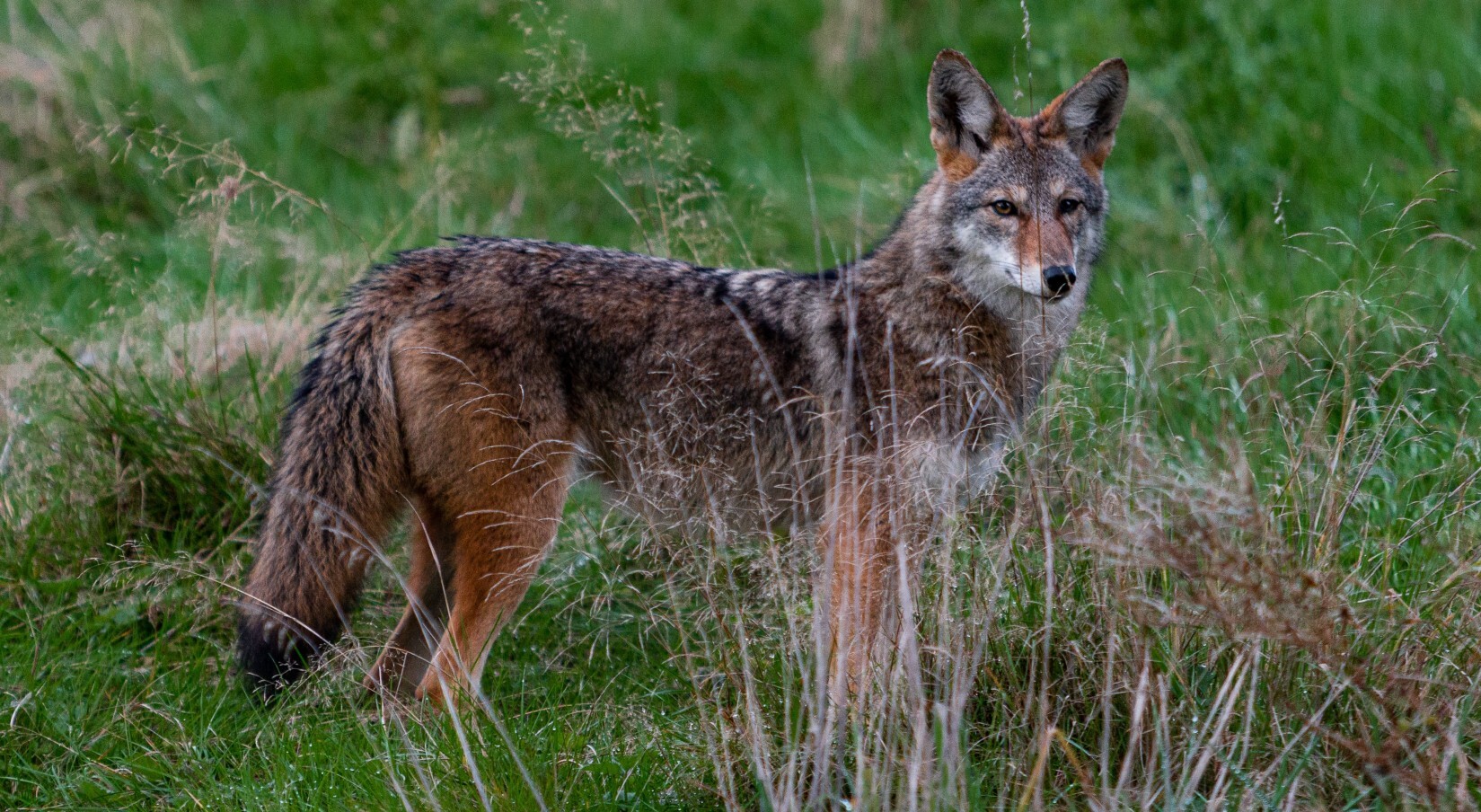 Dylan ferreira drl E Ymkujk unsplash 1