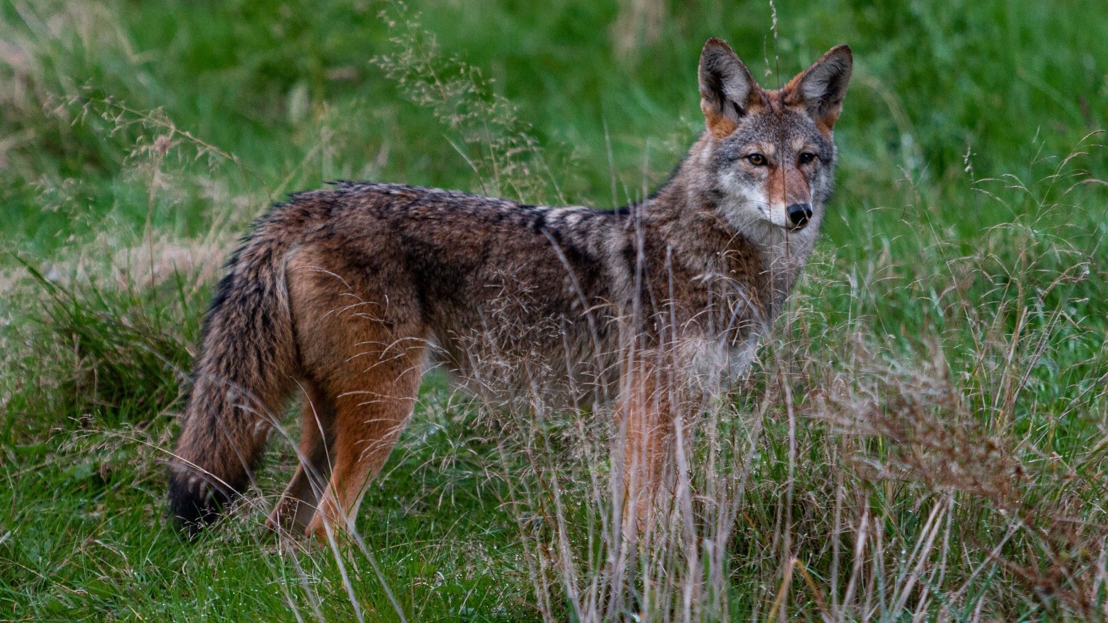 Dylan ferreira drl E Ymkujk unsplash 1