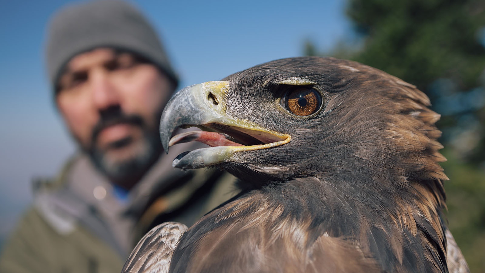 Golden eagles love to feast on cottontail rabbits, jackrabbits and other small mammals. Conservationists hope that building nesting sites for them in the Thunder Basin grasslands will put prairie dogs on the eagles’ menu.