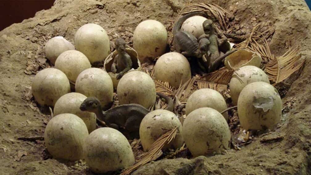 Model of Maiasaura nest