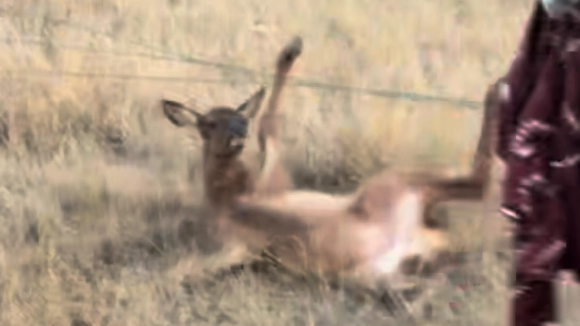An elk calf got entangled in some barbed wire over the weekend but thankfully a Wyoming ranch hand rescued it.