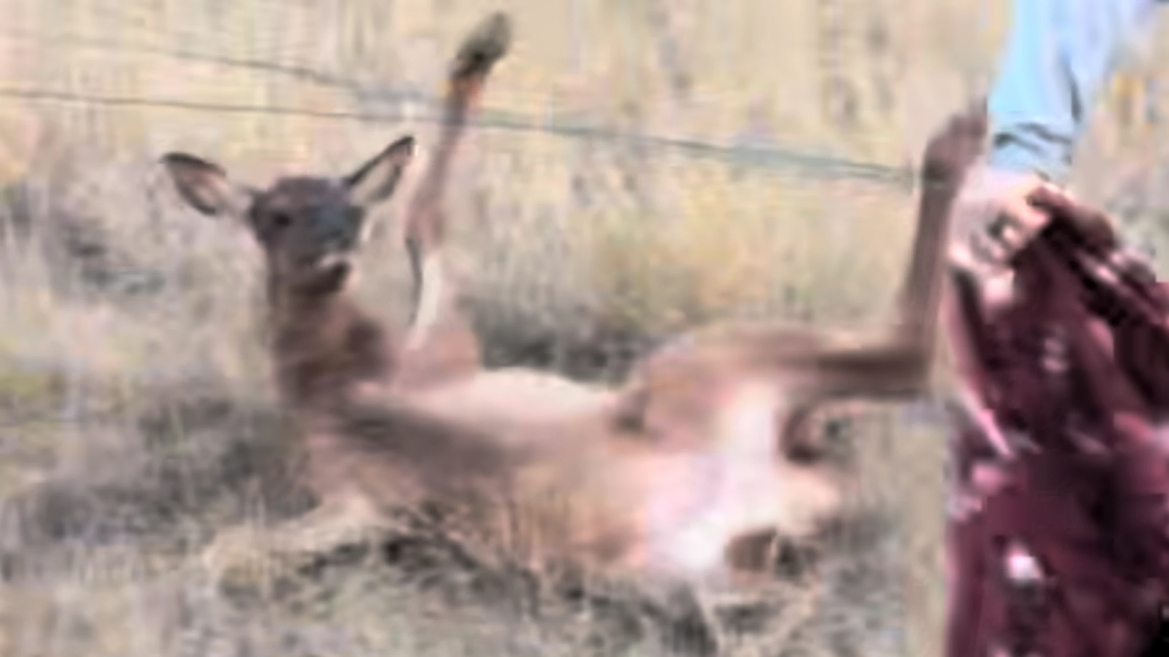 An elk calf got entangled in some barbed wire over the weekend but thankfully a Wyoming ranch hand rescued it.