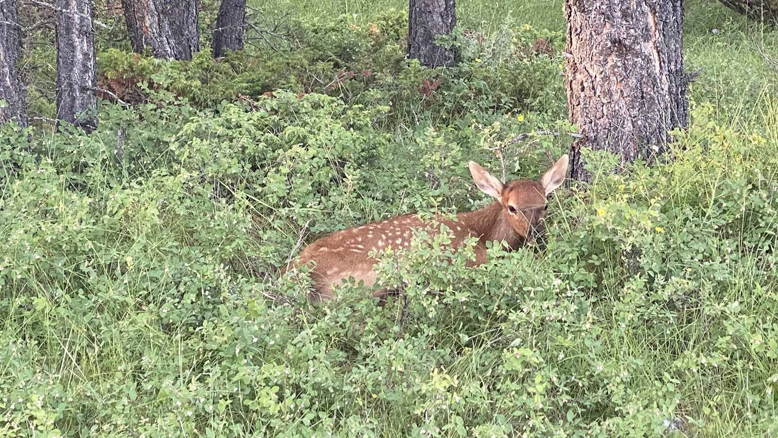 Rancher and outdoorsman Carl Strachan took this elk calf into his home near Livingston, Montana, trying to nurse it back to health after it survived an apparent mountain lion attack. The calf died, but Strachan said he doesn’t regret trying to help.