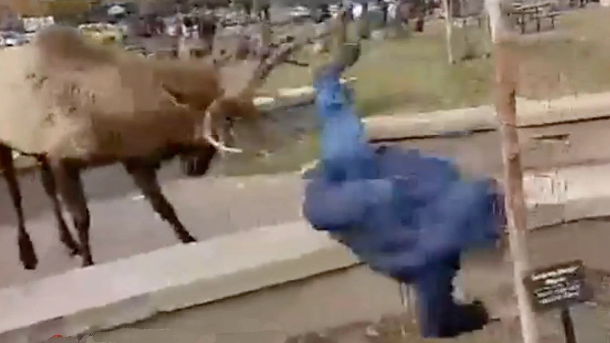 Elk flips man