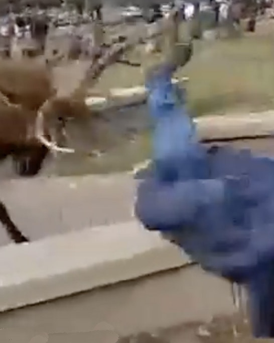 Elk flips man