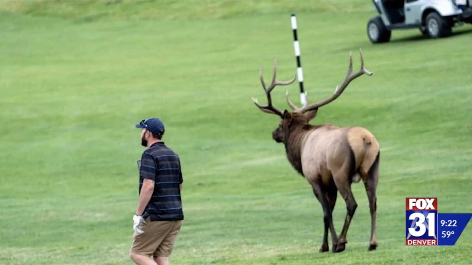 Elk gore