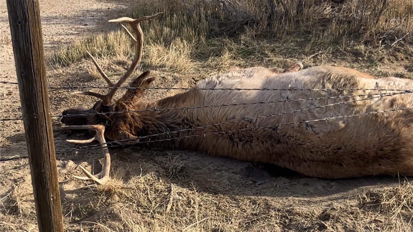 Mitchell Wolfe found this bull elk Saturday morning near a roadside south of Rock Springs. The bull was utterly exhausted, after being tangled in a barbed wire fence for hours.