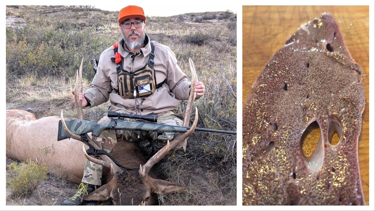 Hunter Kills Elk, Finds Out It Has Rare ‘Nutmeg Liver,’ Decides To Eat ...